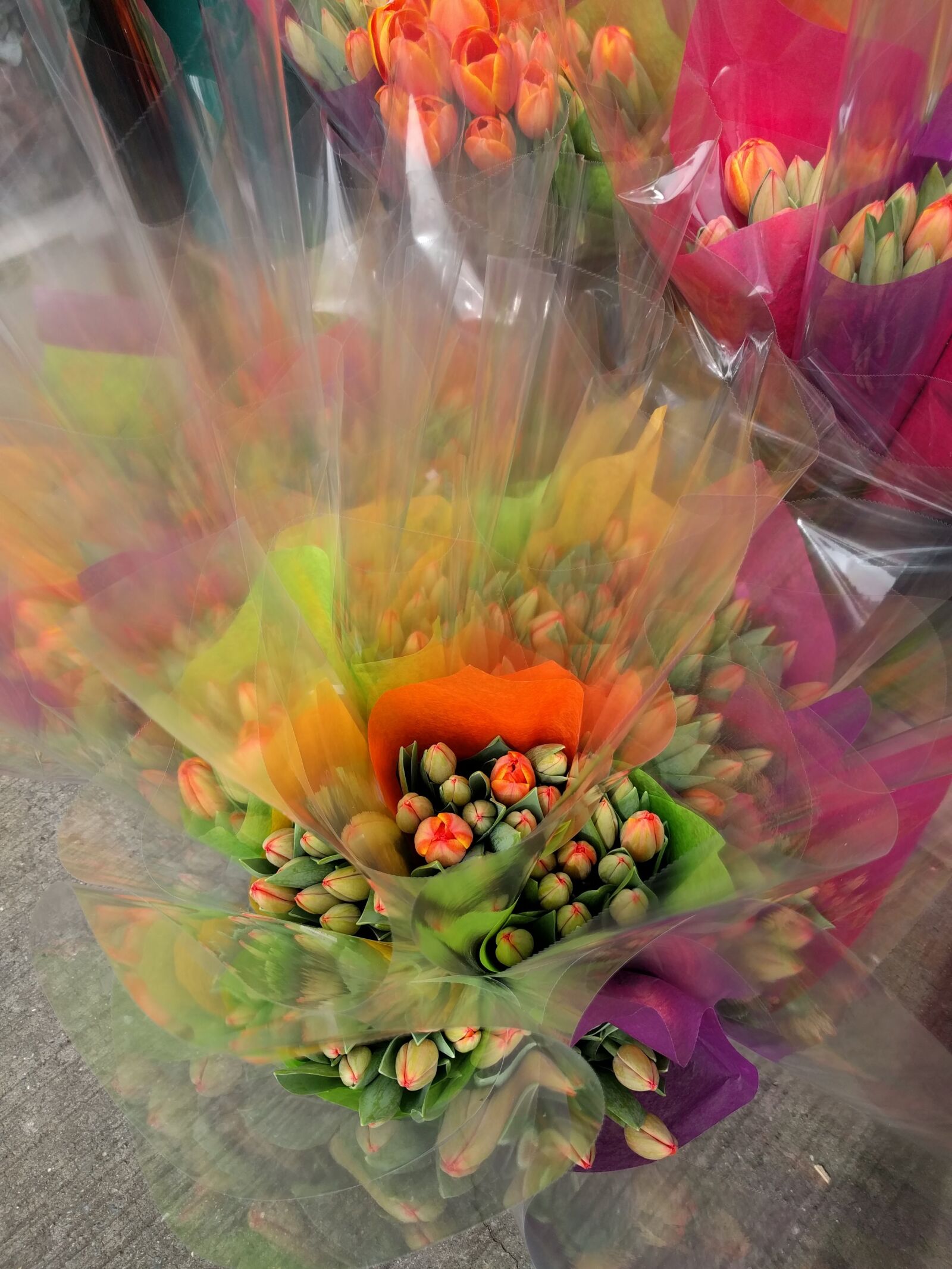 LG Nexus 5X sample photo. Flowers, tulips, spring photography