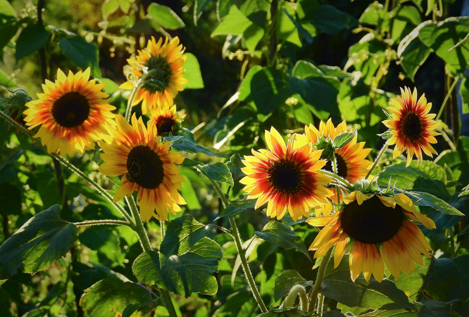 Nikon Coolpix P900 sample photo. Sunflowers, flowers, nature photography
