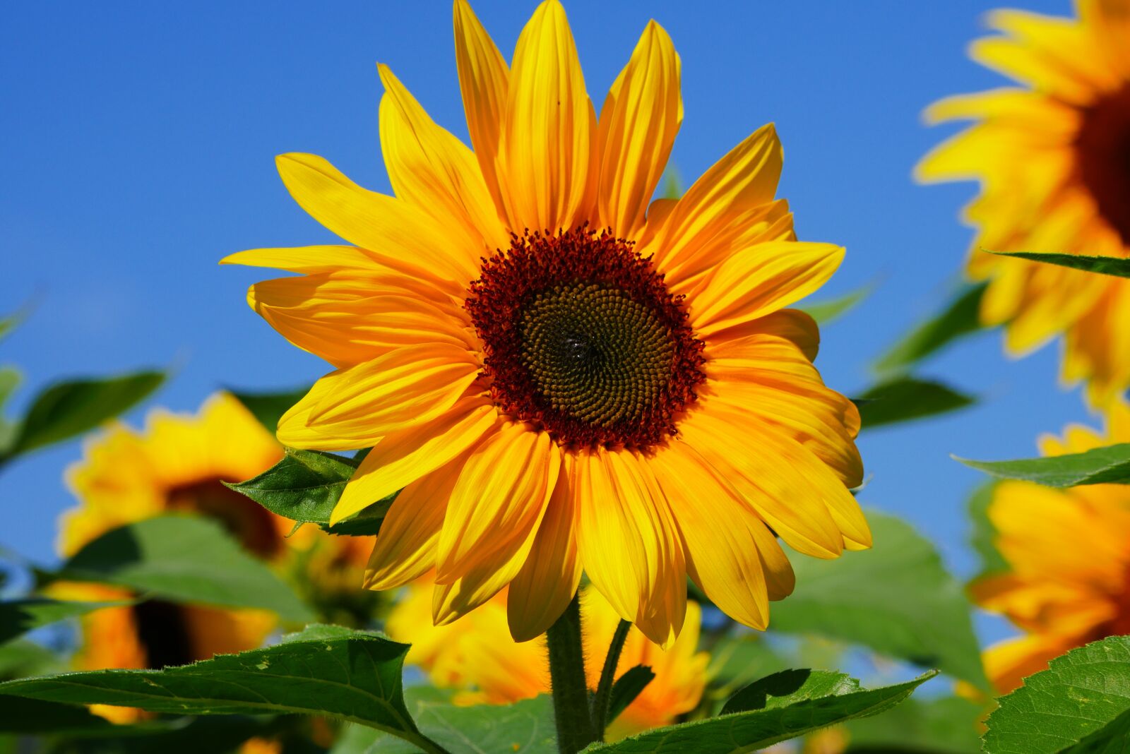 Panasonic DMC-G70 sample photo. Sunflower, sky, summer photography
