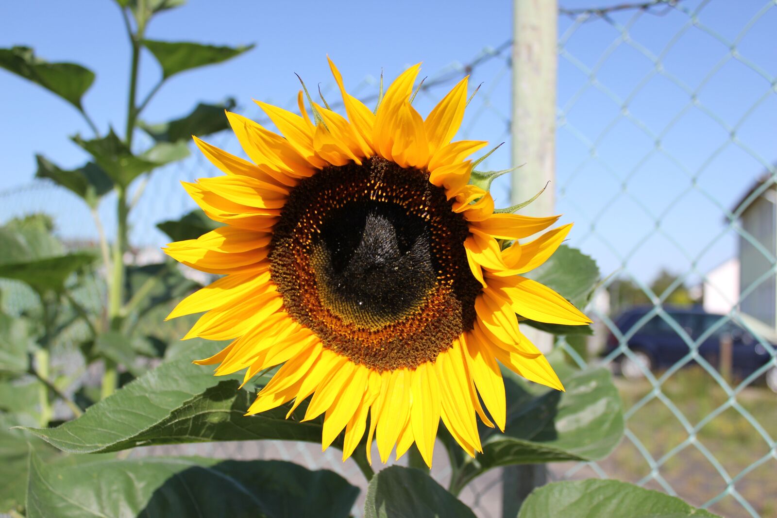 Canon EOS 600D (Rebel EOS T3i / EOS Kiss X5) sample photo. Flower, yellow, plant photography