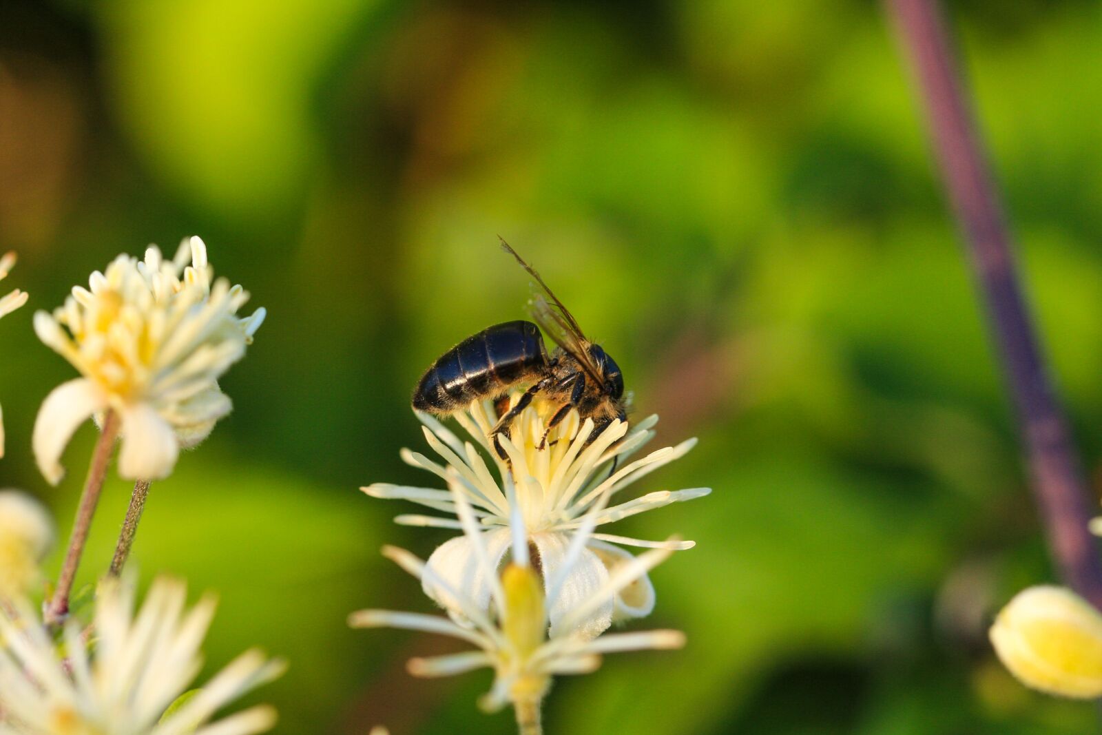 Canon EOS 40D sample photo. Insect, grass, summer photography