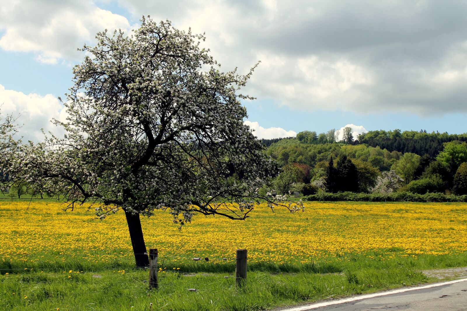 Canon EOS 1100D (EOS Rebel T3 / EOS Kiss X50) sample photo. Westerwald, dandelion, meadow photography