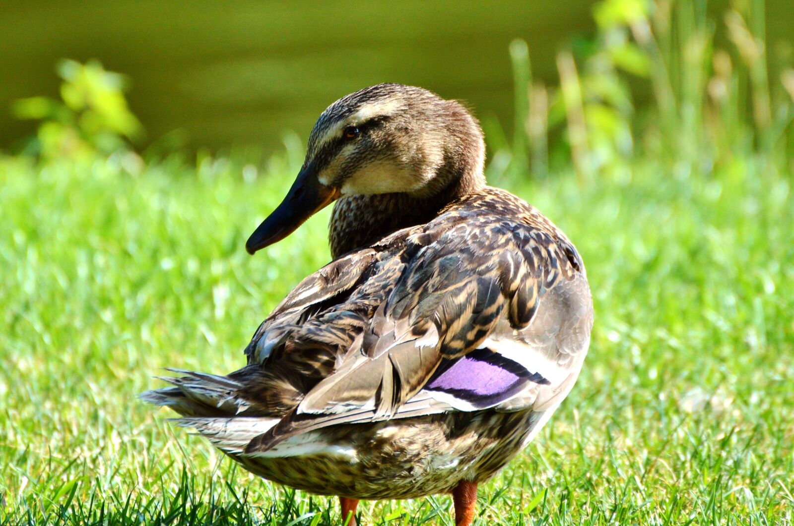 Nikon D3200 sample photo. Ducks, waterfowl, mallard photography