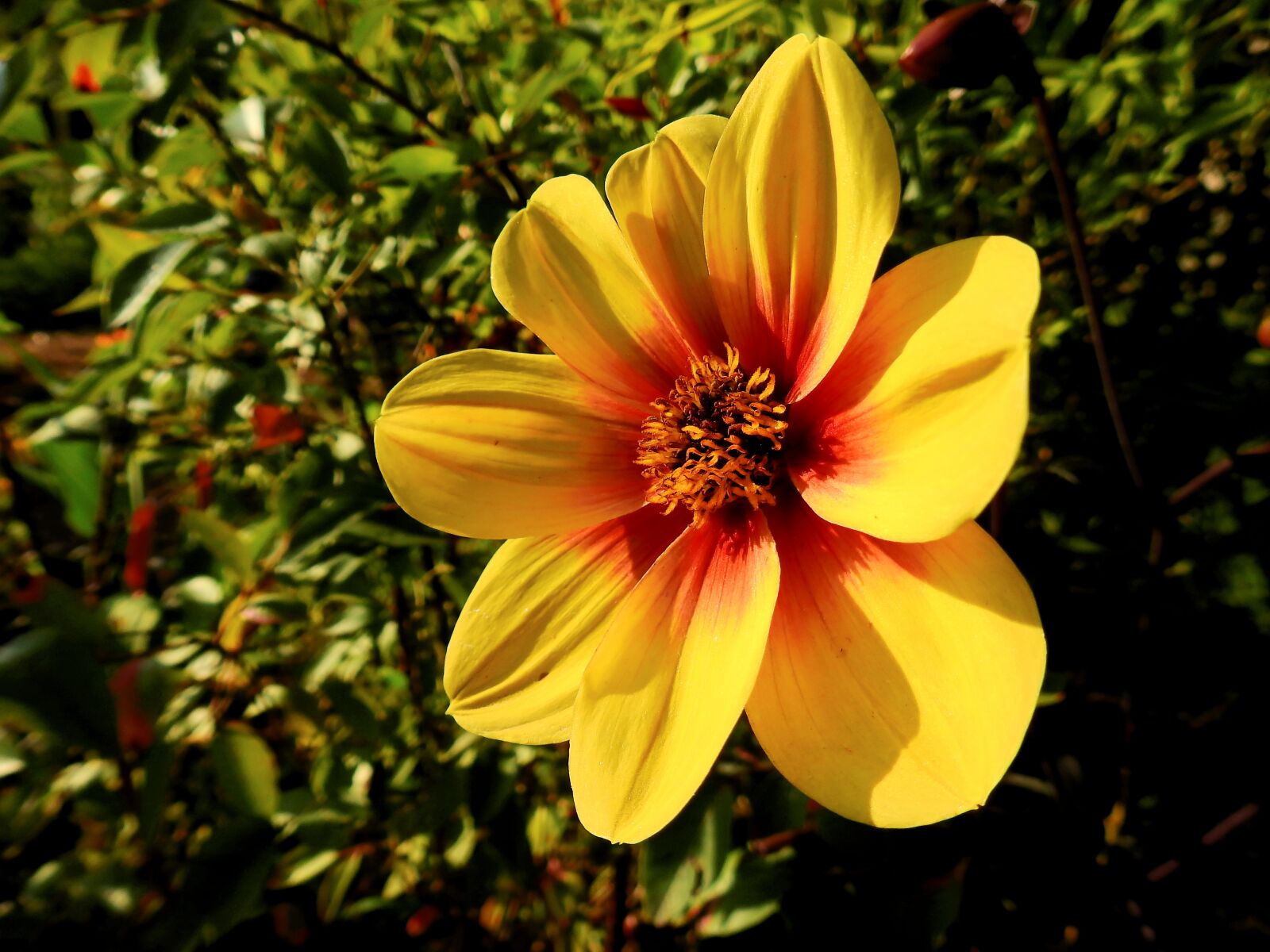 Nikon Coolpix P900 sample photo. Flower, blossom, bloom photography
