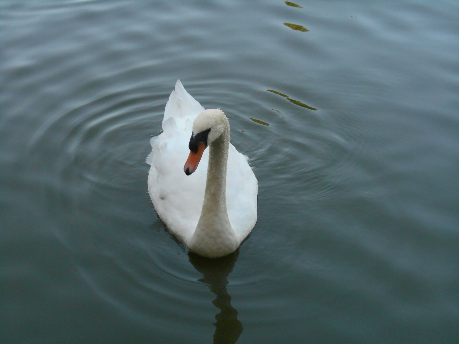 Nikon Coolpix S3500 sample photo. Swan, white, birds photography