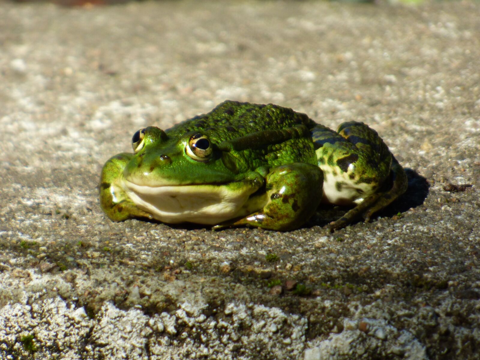 Panasonic DMC-FZ72 sample photo. Amphibian animal, green frog photography