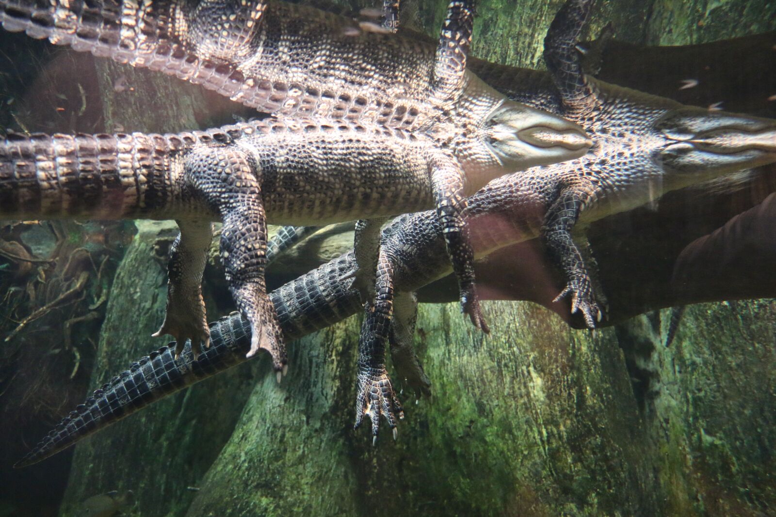 Canon EOS 70D sample photo. Alligator, swimming, marsh photography