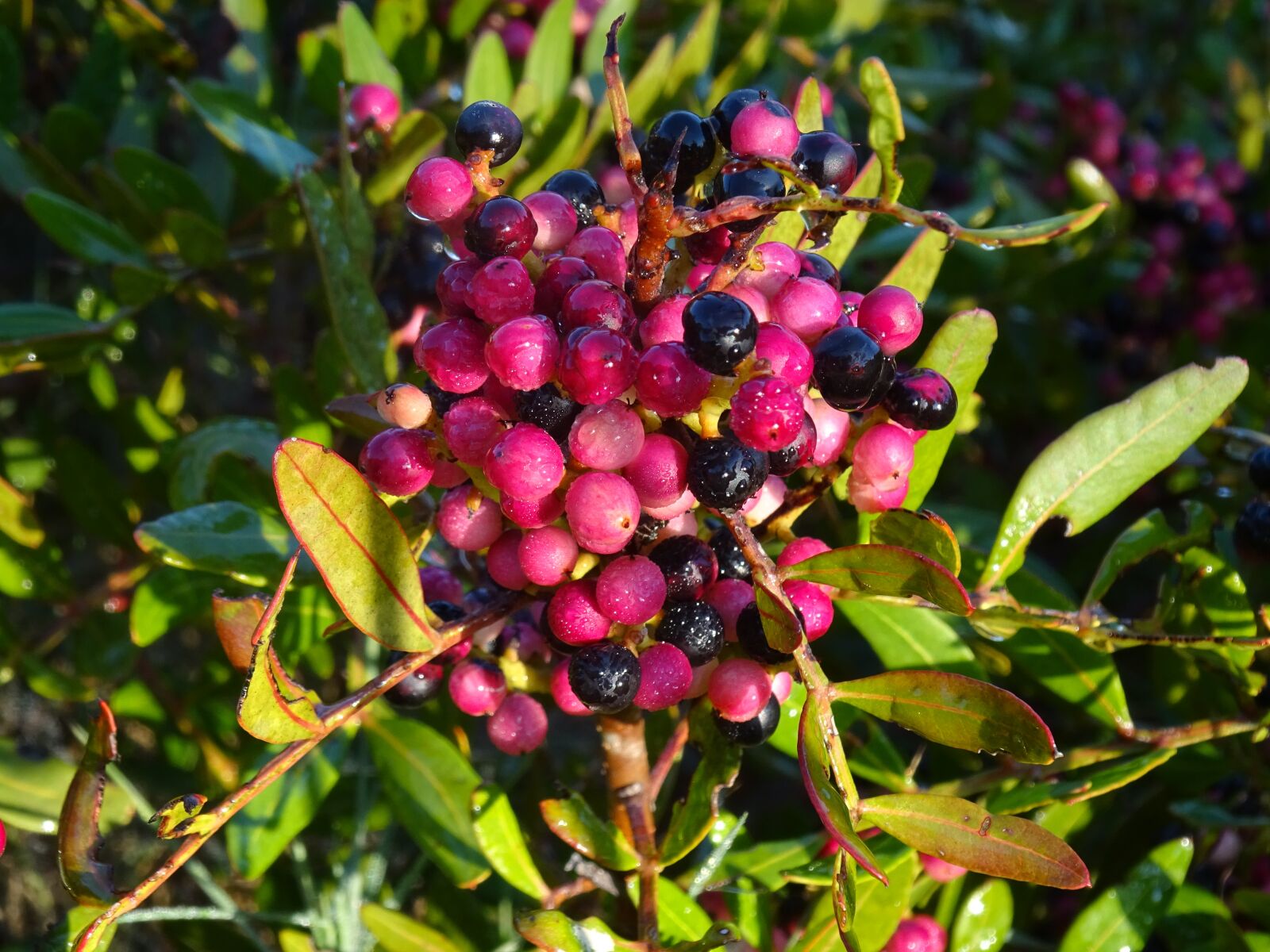 Sony Cyber-shot DSC-WX350 sample photo. Seeds, forest, autumn photography