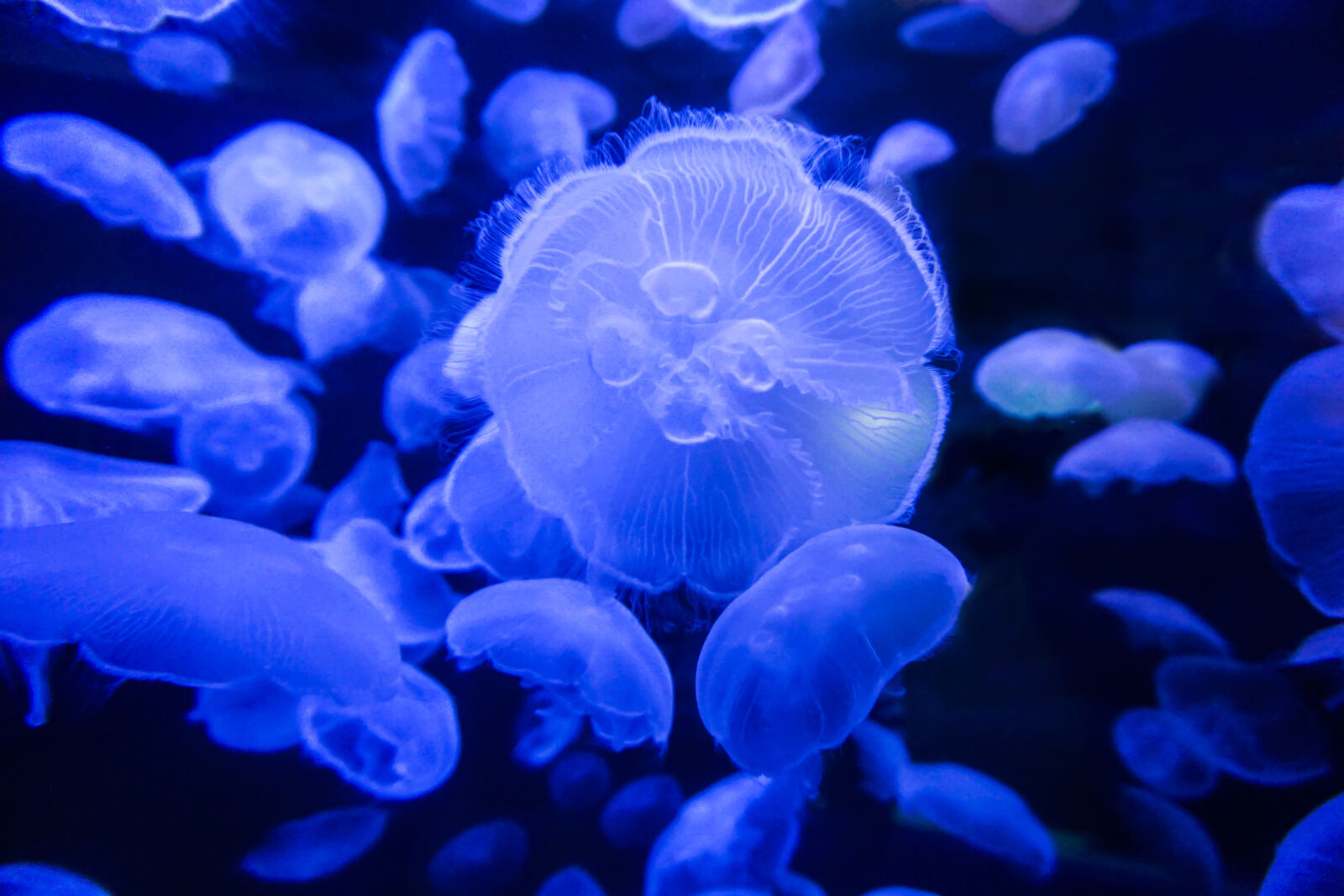 Sony a6000 sample photo. Aquarium, jellyfish, ocean, tranquil photography