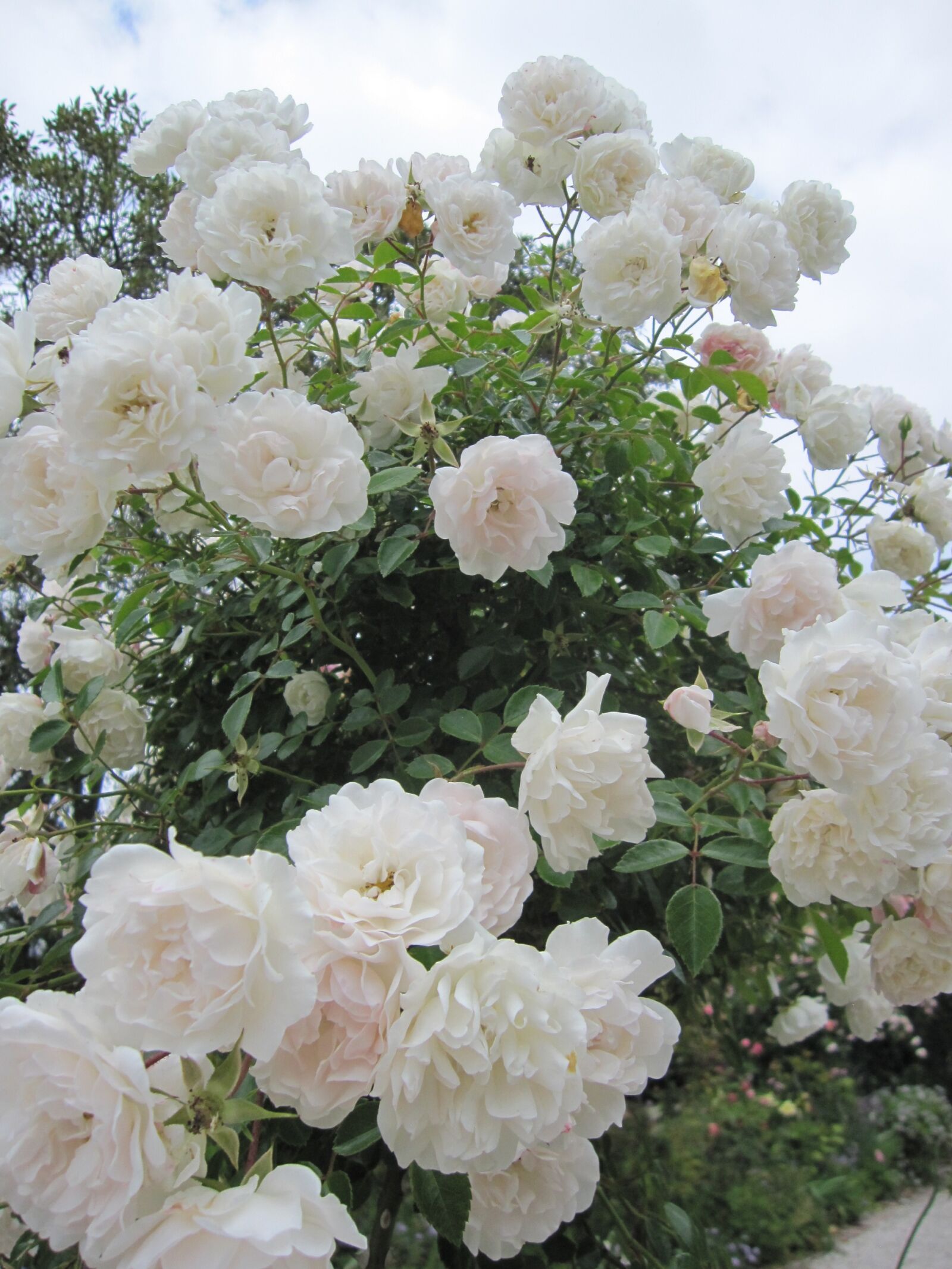 Canon PowerShot SD960 IS (Digital IXUS 110 IS / IXY Digital 510 IS) sample photo. Flowers, white rose, nature photography