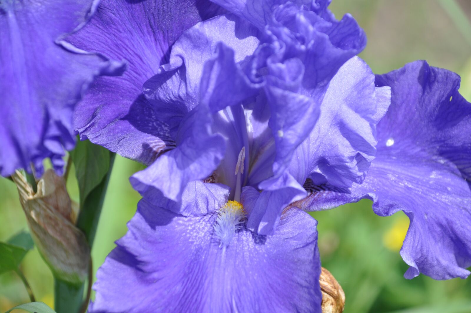Nikon D90 sample photo. Iris, purple iris, flower photography