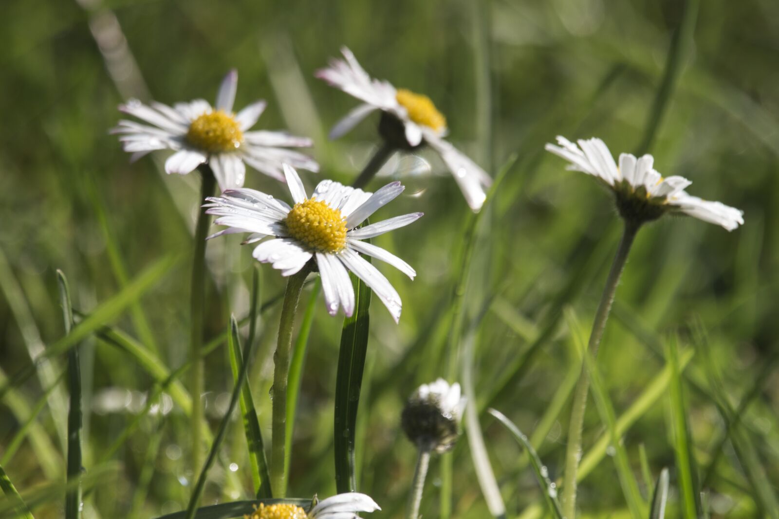 Canon EOS 700D (EOS Rebel T5i / EOS Kiss X7i) sample photo. Daisies, grass, nature photography