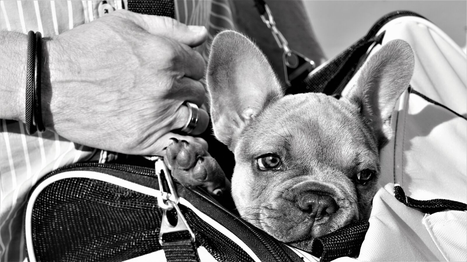 Sony E 18-200mm F3.5-6.3 OSS LE sample photo. French bulldog, puppy, hand photography