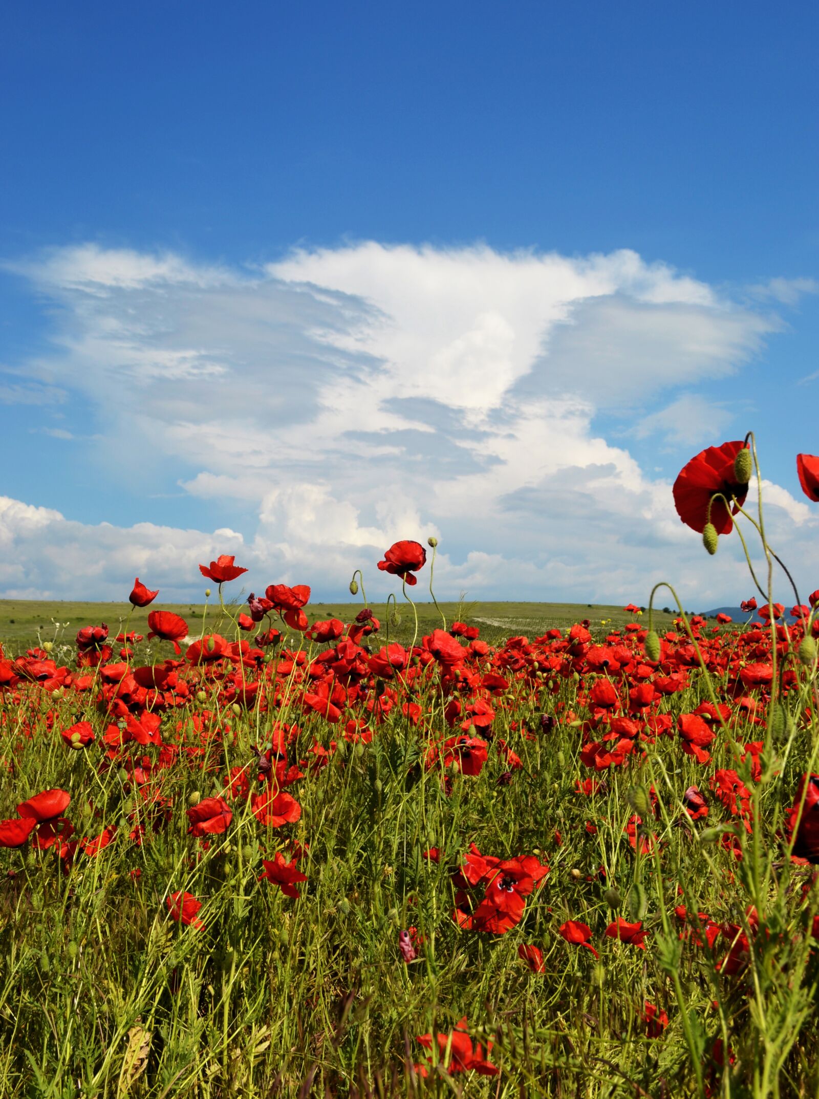 Nikon D3100 sample photo. Field, flowers, sky photography