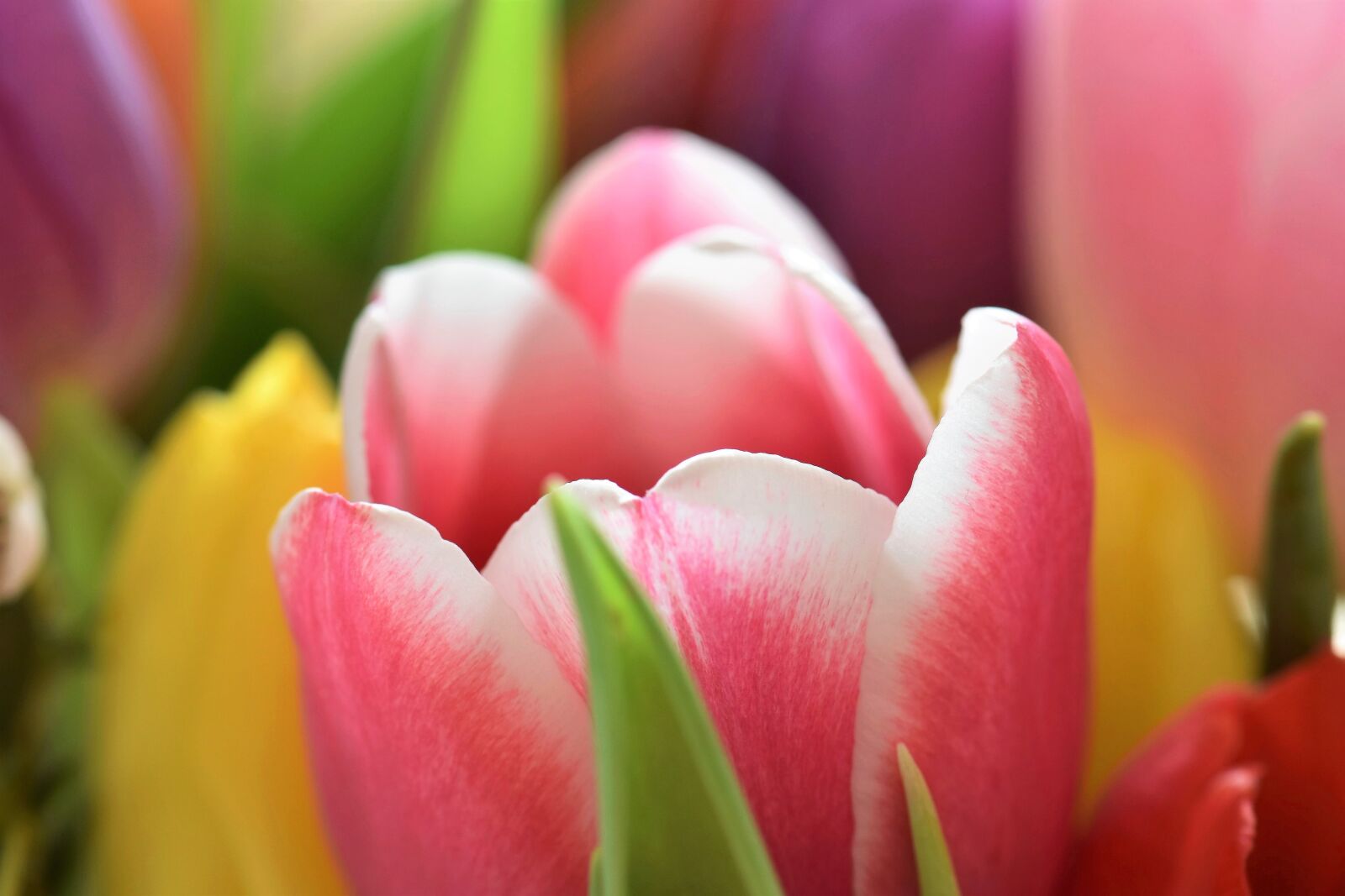 Nikon D5500 sample photo. Tulips, strauss, flowers photography