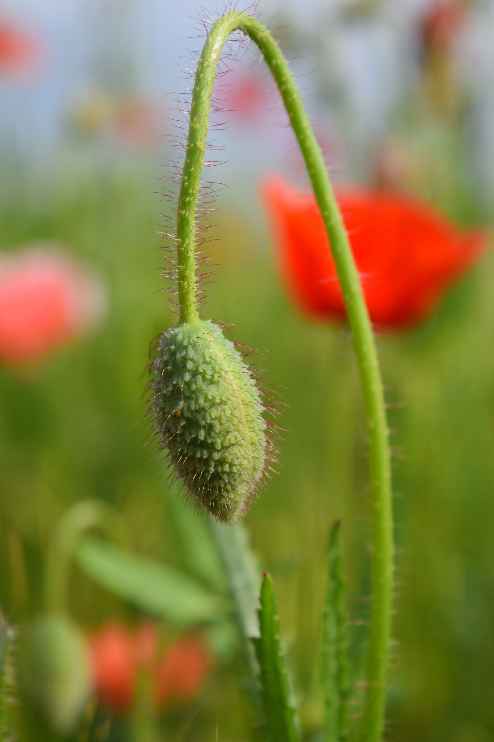Nikon D3300 sample photo. Poppy, klatschmohn, red photography