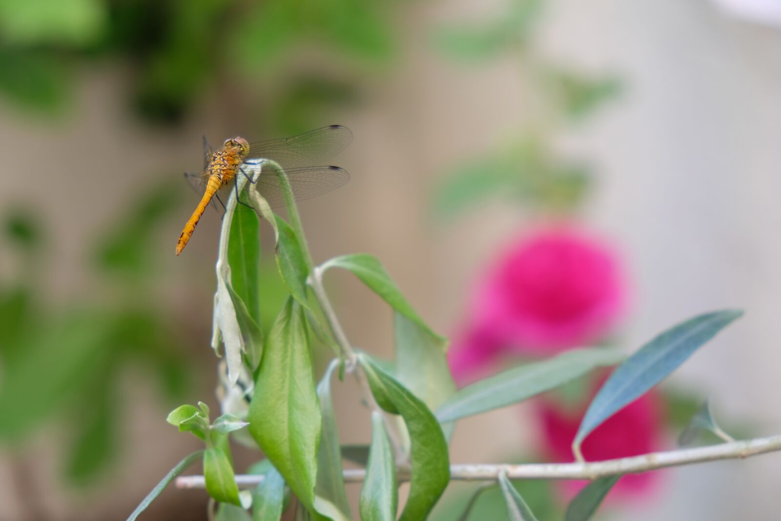 Fujifilm XF 18-55mm F2.8-4 R LM OIS sample photo. Dragonfly, bug, nature photography