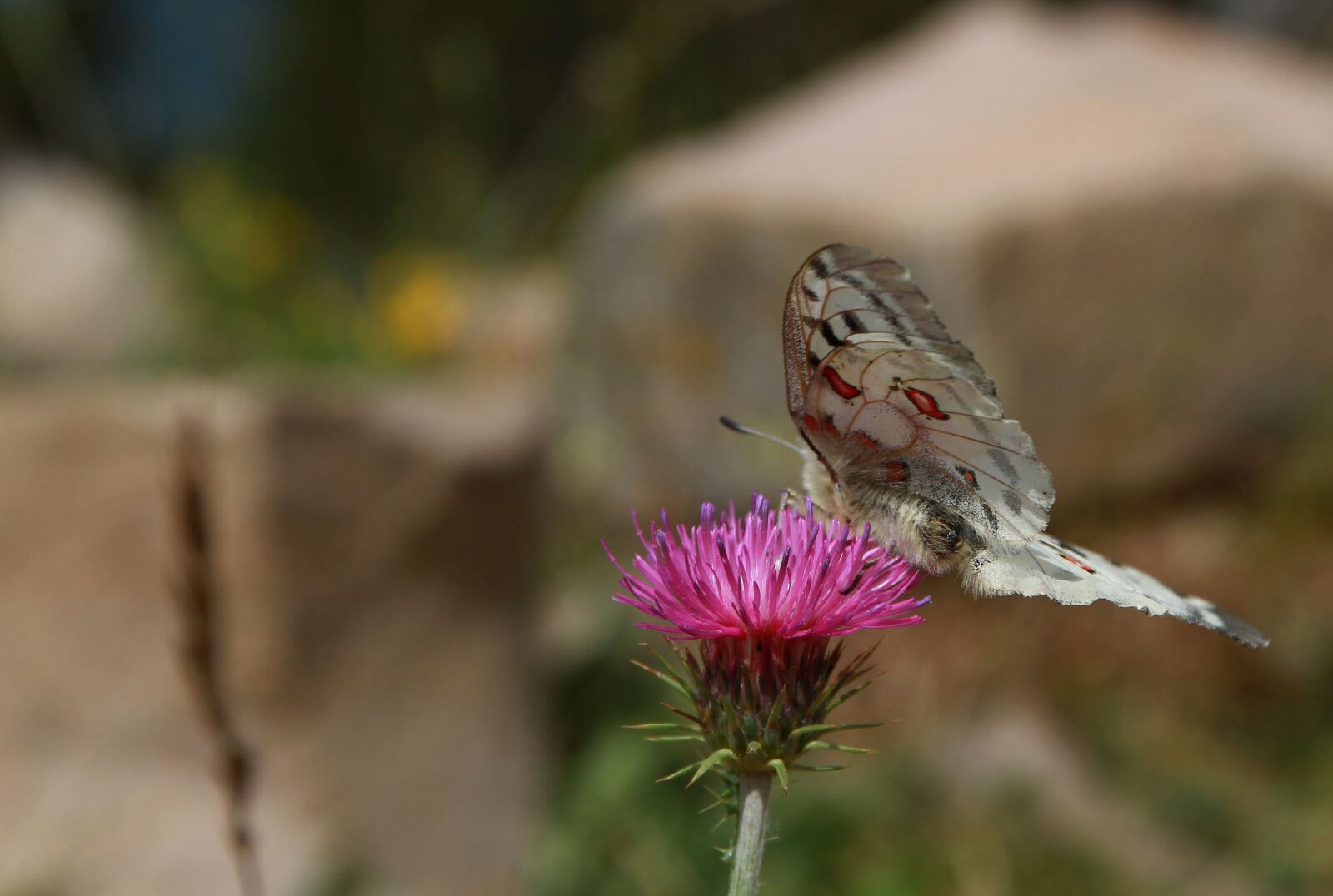 Canon EOS 7D + Canon EF 24-70mm F4L IS USM sample photo. Moth, butterfly, thistle photography