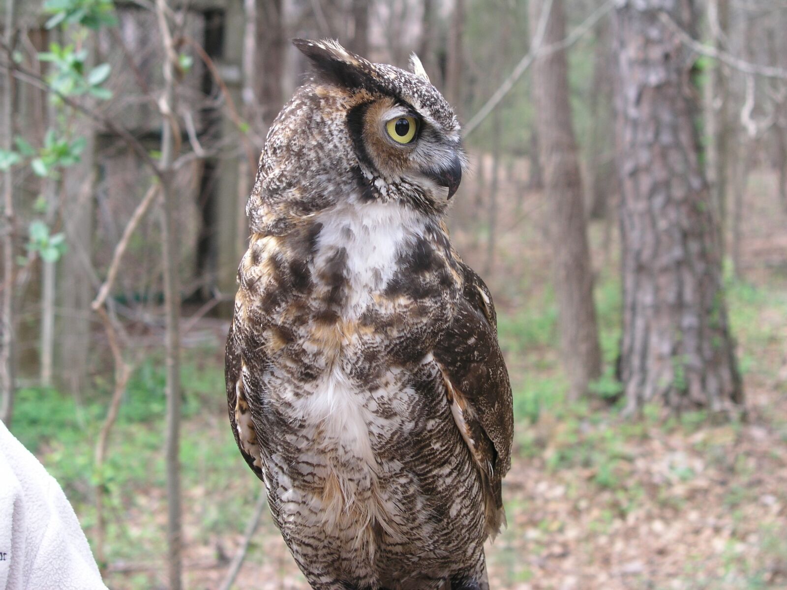Olympus C5050Z sample photo. Owl, bird, animal photography