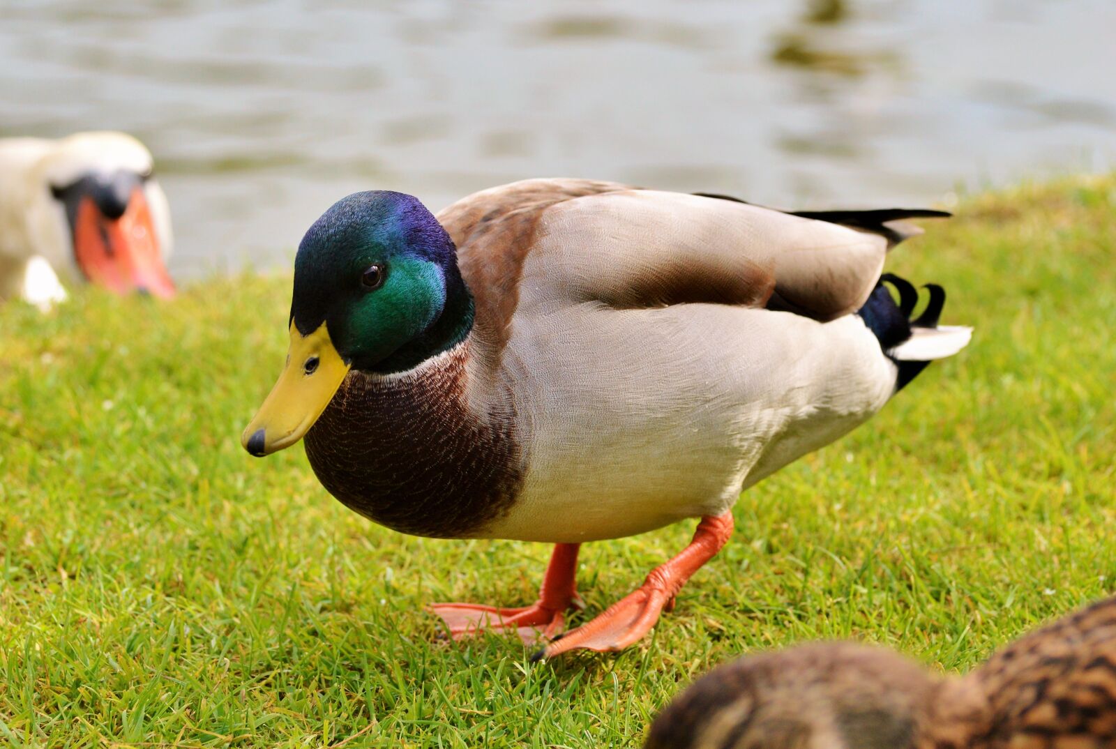 Nikon D3200 sample photo. Ducks, waterfowl, mallard photography