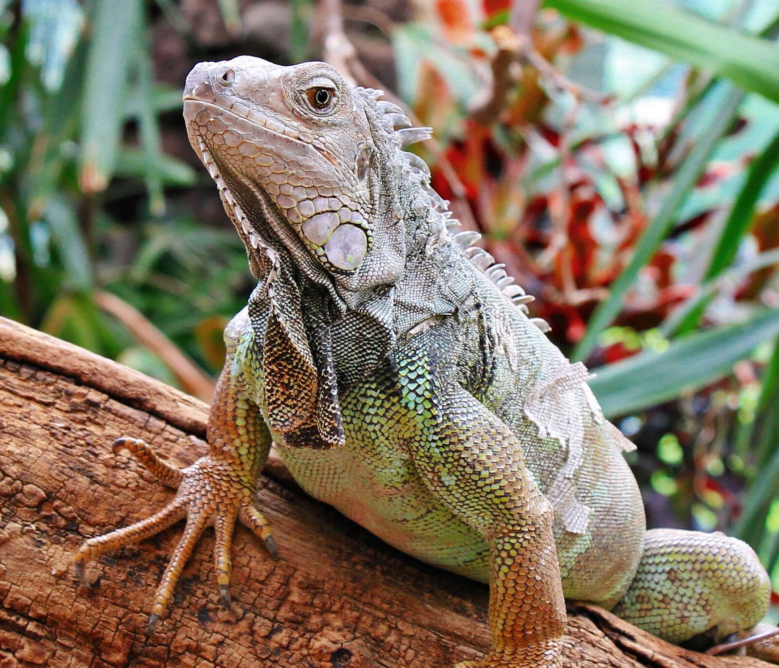 Canon EOS 550D (EOS Rebel T2i / EOS Kiss X4) sample photo. Lizard, reptile, wildlife, eye photography