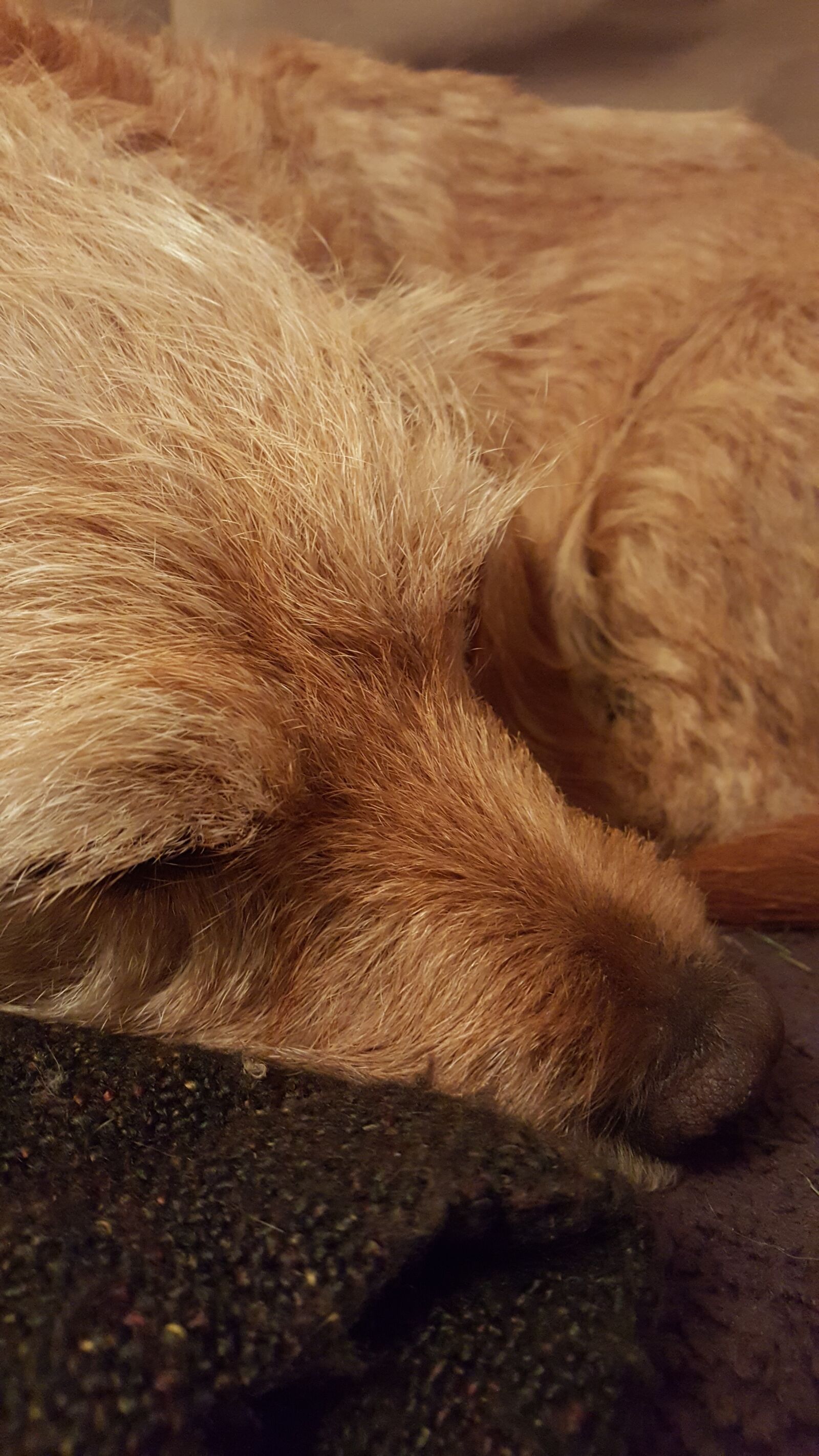 Samsung GALAXY S6 edge sample photo. Dog, brown, sleep photography