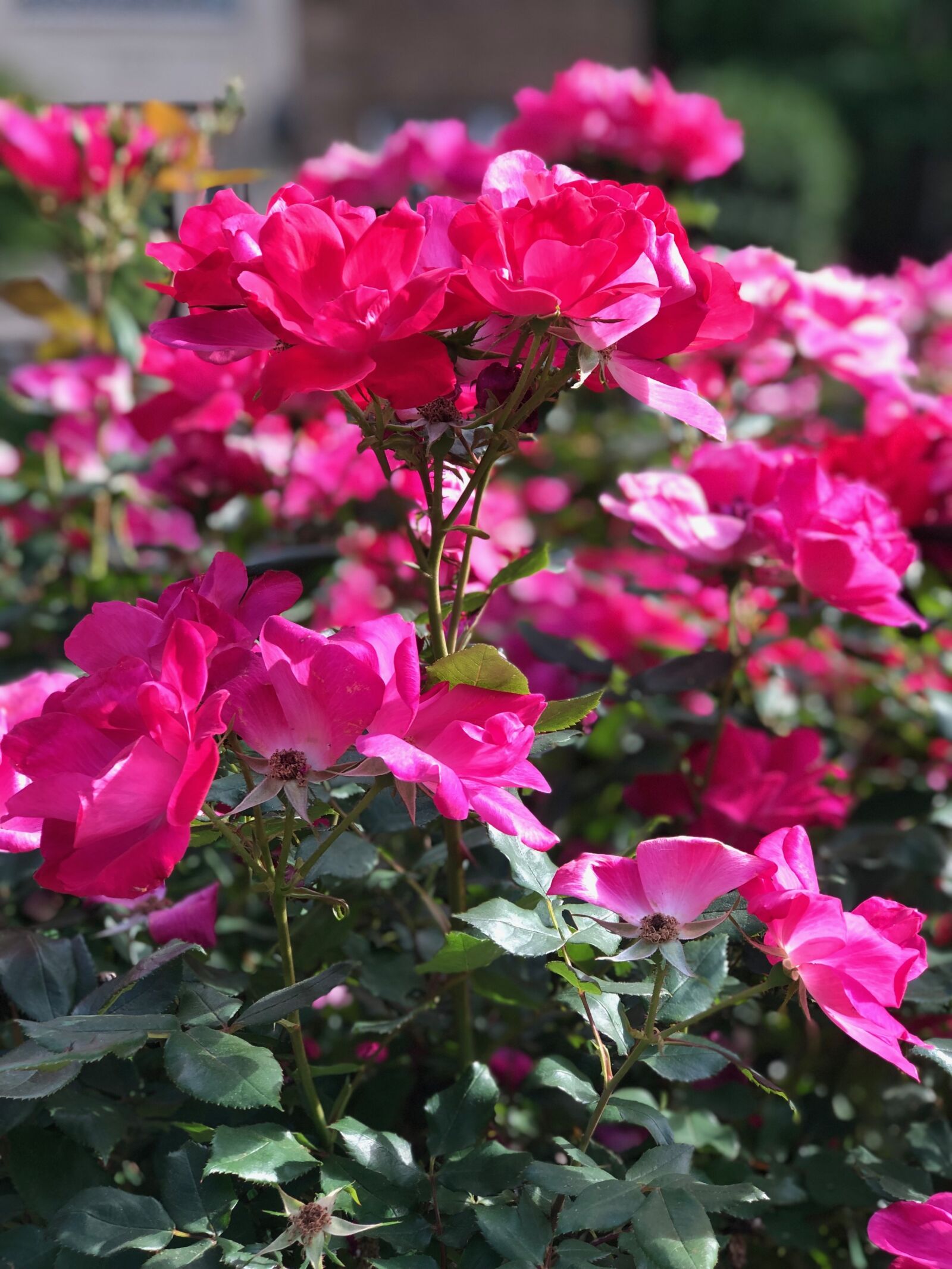 iPhone 8 Plus back dual camera 6.6mm f/2.8 sample photo. Rose, plant, flower photography