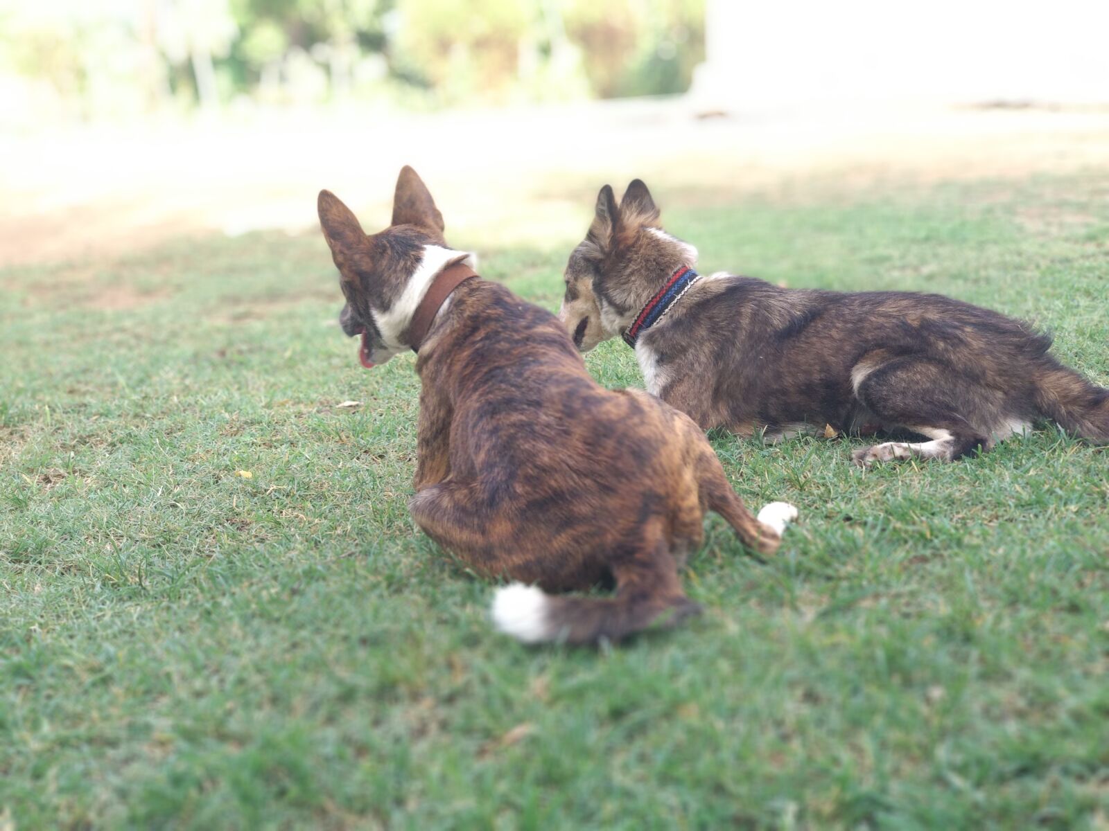Xiaomi Mi A1 sample photo. Dog lovers, doggy, dog photography