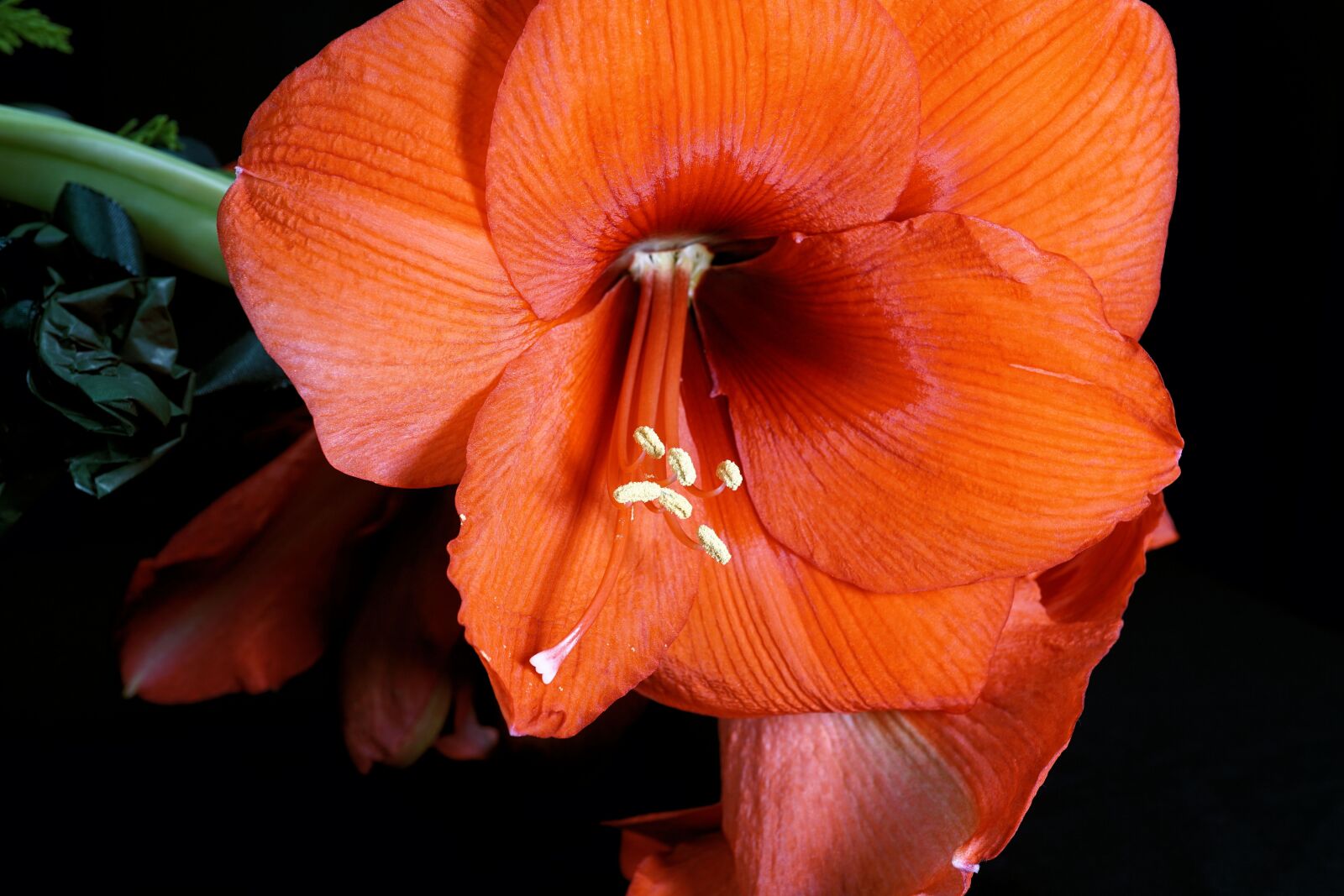 Sony E 30mm F3.5 Macro sample photo. Amaryllis, red, flower photography
