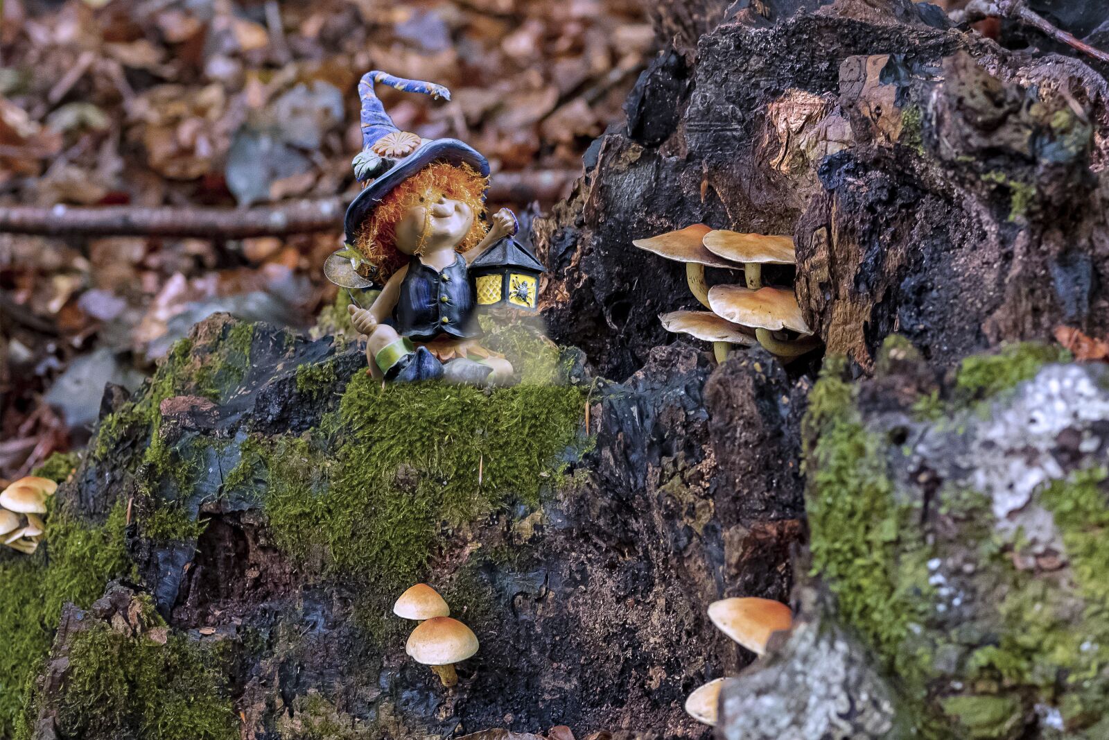 OLYMPUS 50mm Lens sample photo. Mushrooms, fungi, forest photography