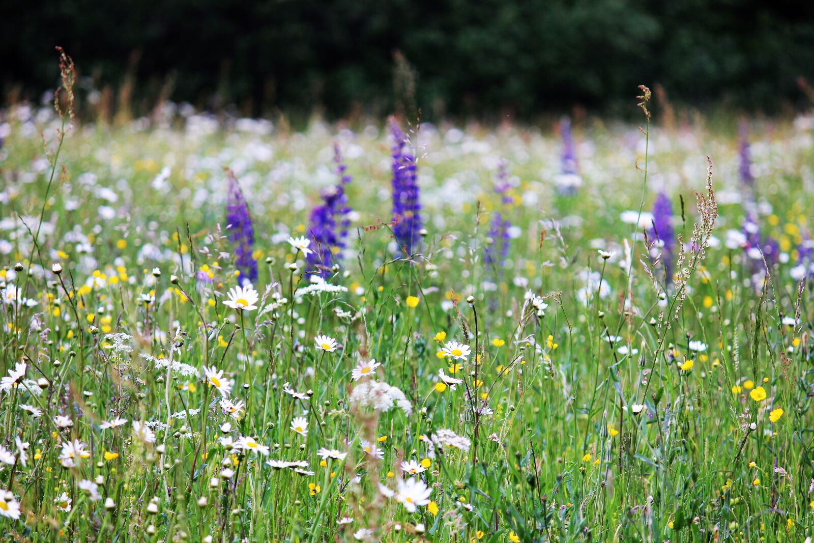 Canon EOS 600D (Rebel EOS T3i / EOS Kiss X5) sample photo. Flower meadow, lupins, daisies photography