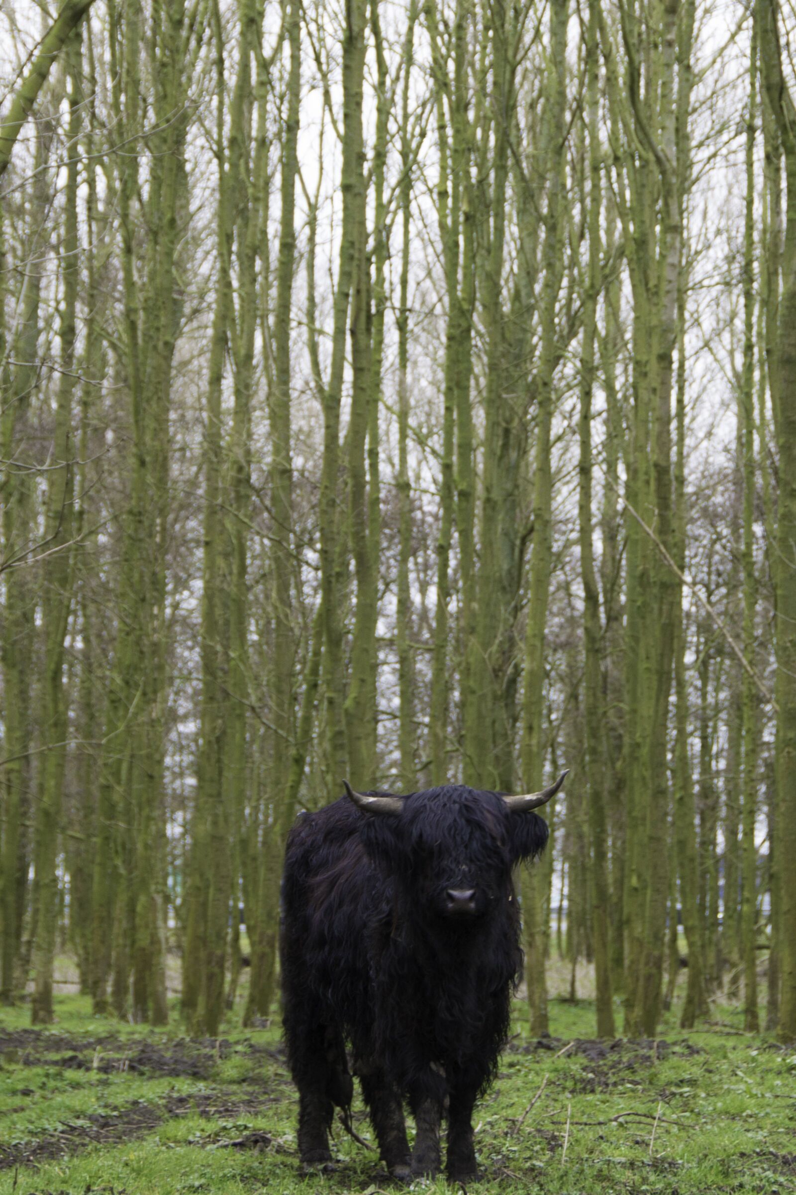 Nikon D800 sample photo. Black, scottish, highlander photography