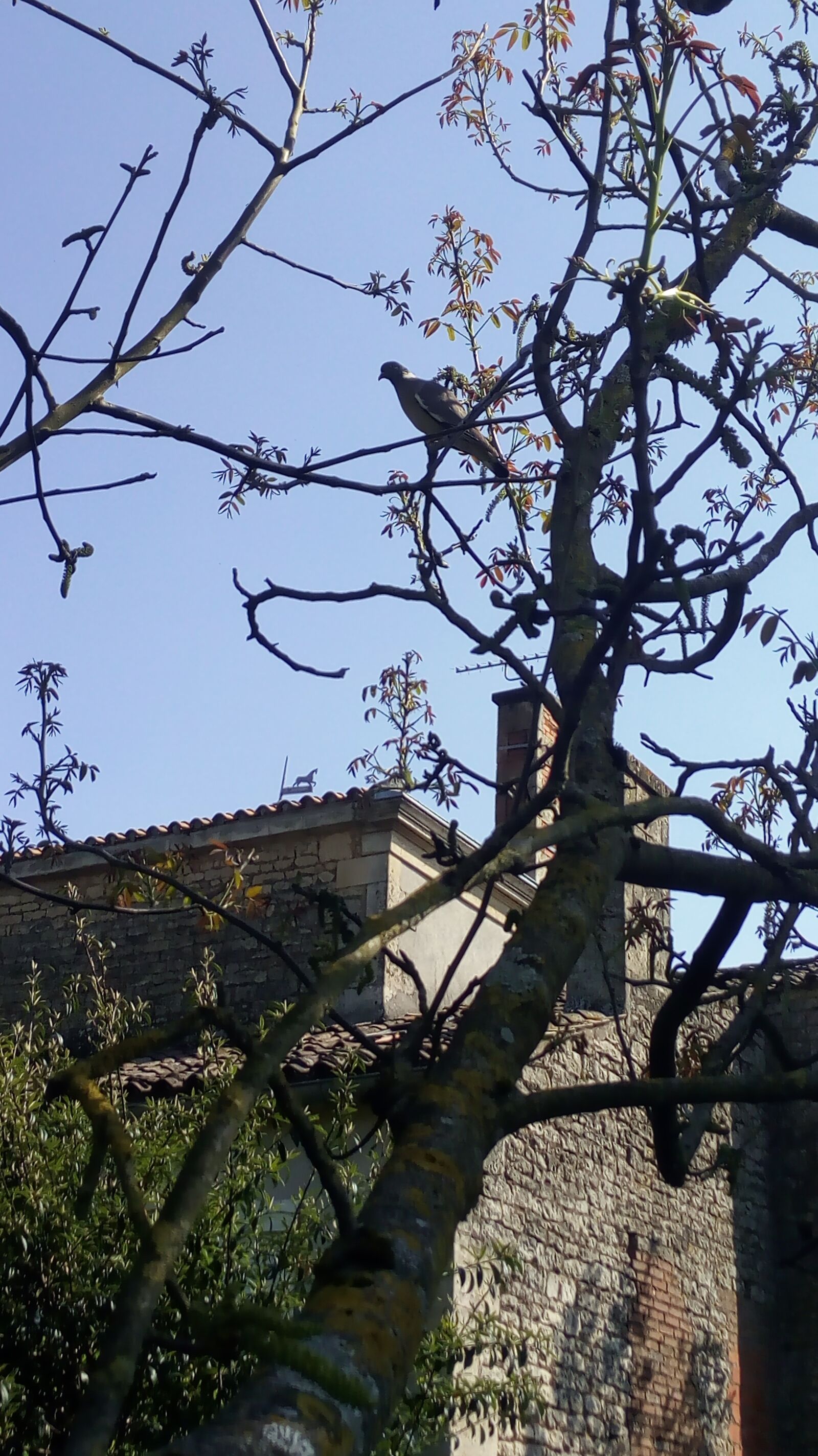 HUAWEI MYA-L11 sample photo. Sky, nature, bird photography