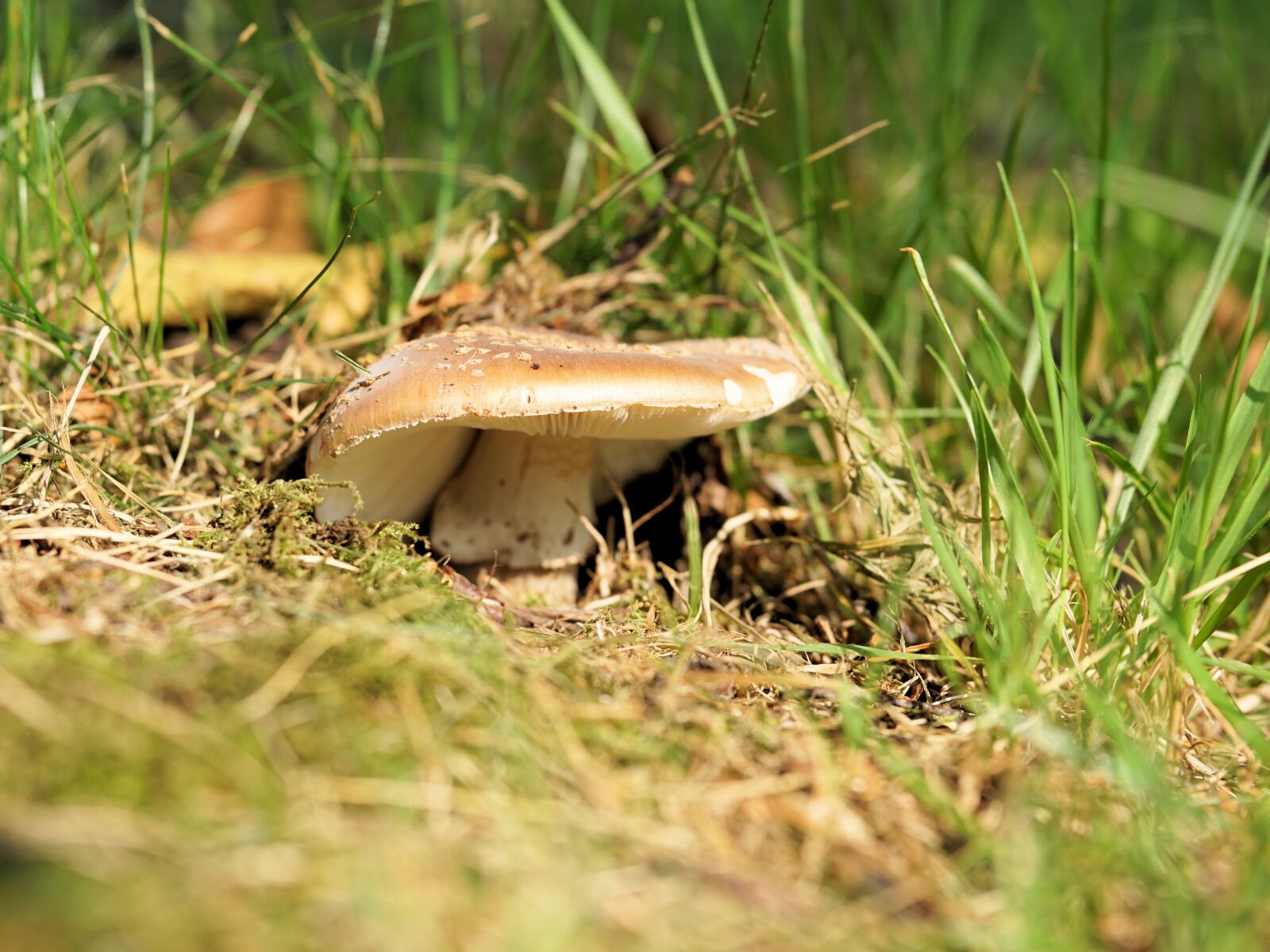 Sony a6000 + E 60mm F2.8 sample photo. Mushroom, forest, nature photography