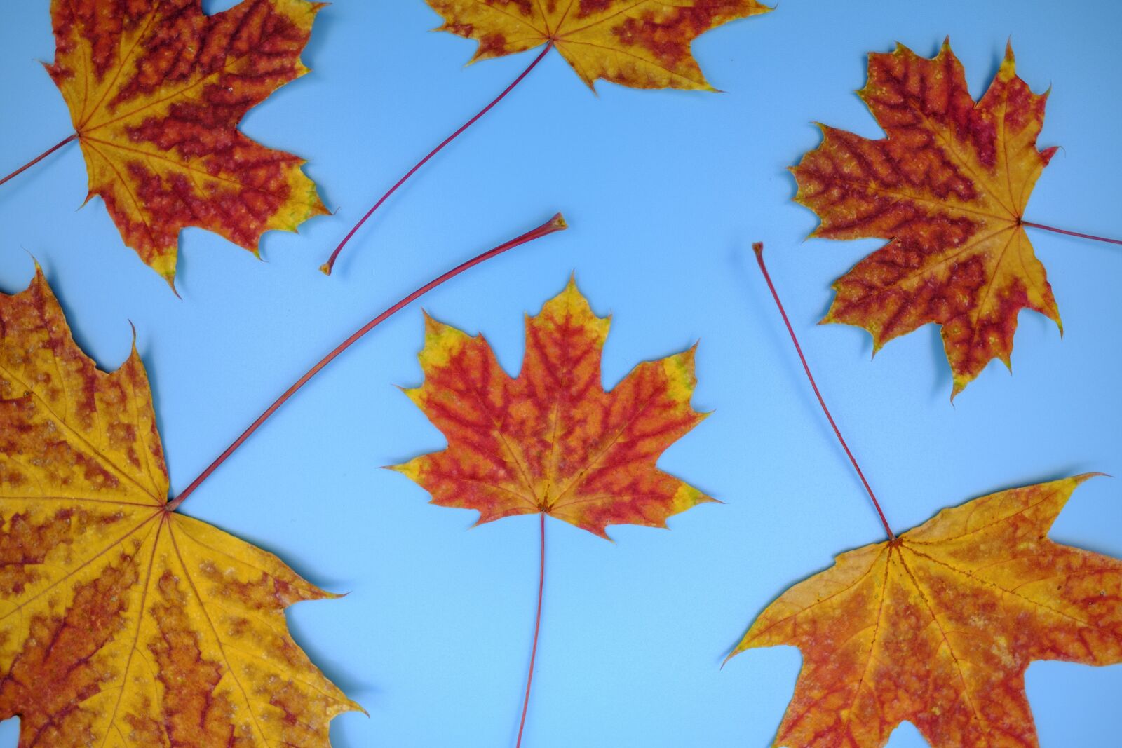 Fujifilm X-T2 + Fujifilm XF 16mm F1.4 R WR sample photo. Leaf, colorful, color photography