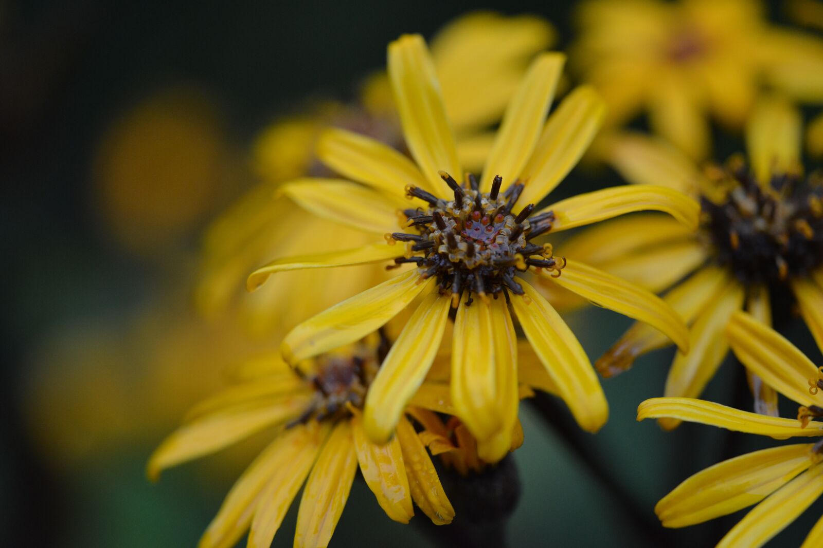 Nikon D800 sample photo. Yellow, flower, plant photography