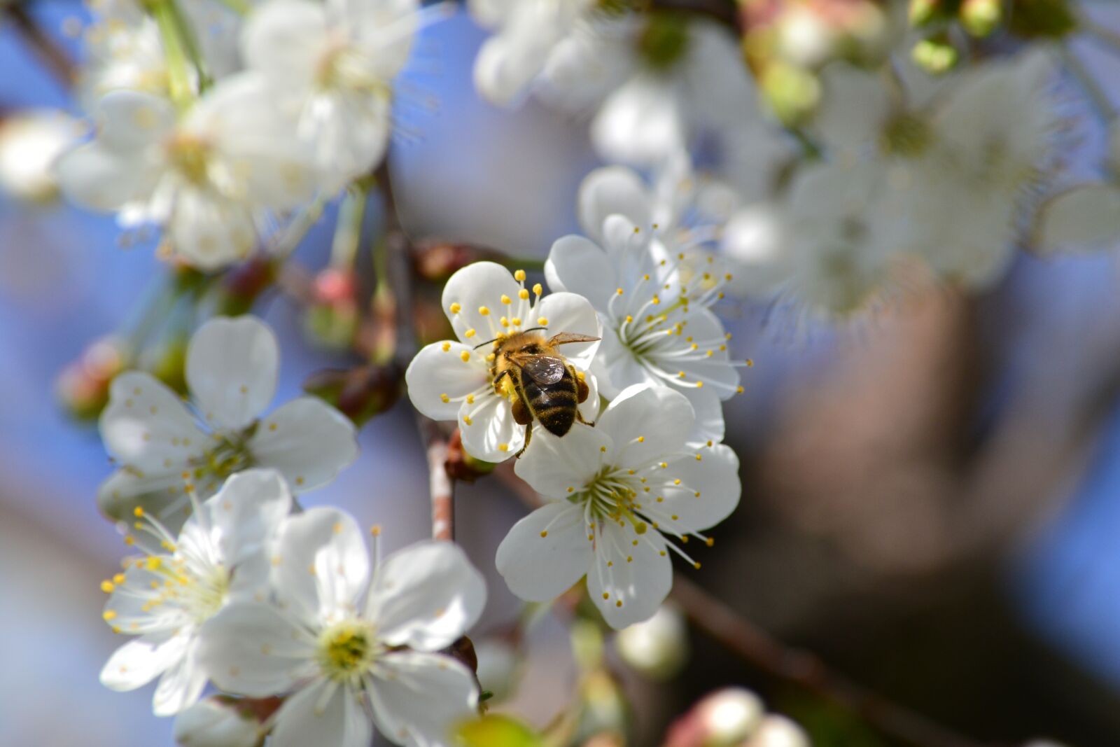 Nikon D3100 sample photo. Bee, up close and photography