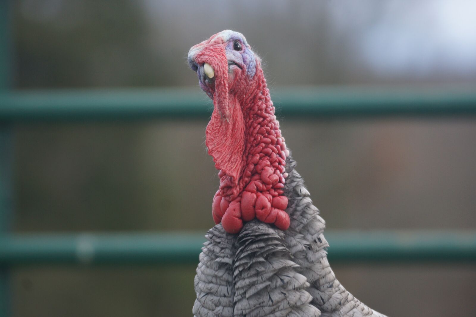 Sony SLT-A77 sample photo. Turkey, farm, poultry photography