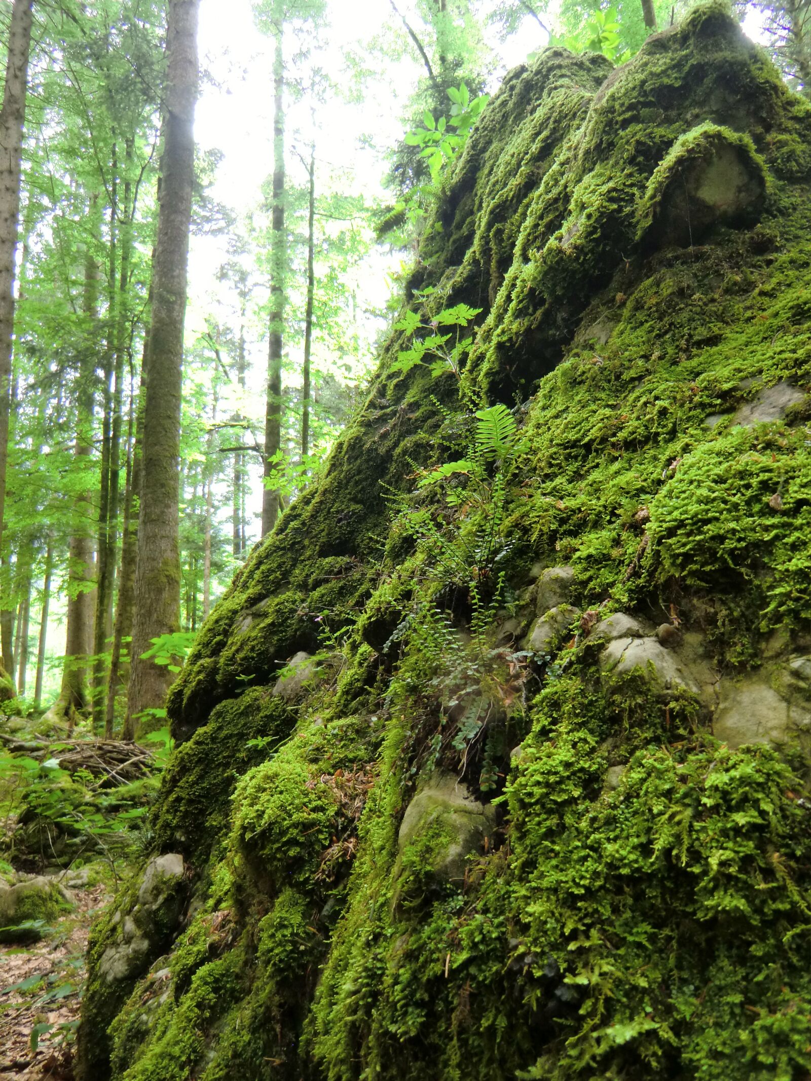 CASIO EX-H15 sample photo. Mountain, nature, green photography