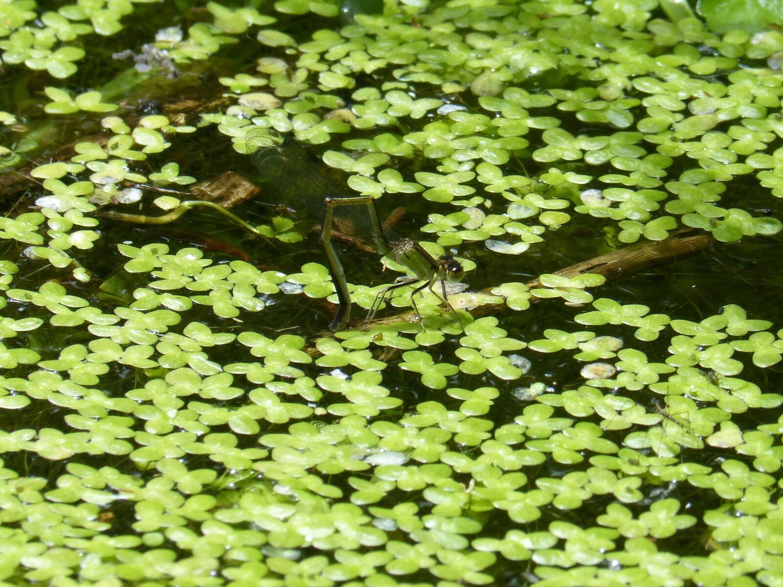 Panasonic DMC-FZ62 sample photo. Dragonfly, river, algae photography