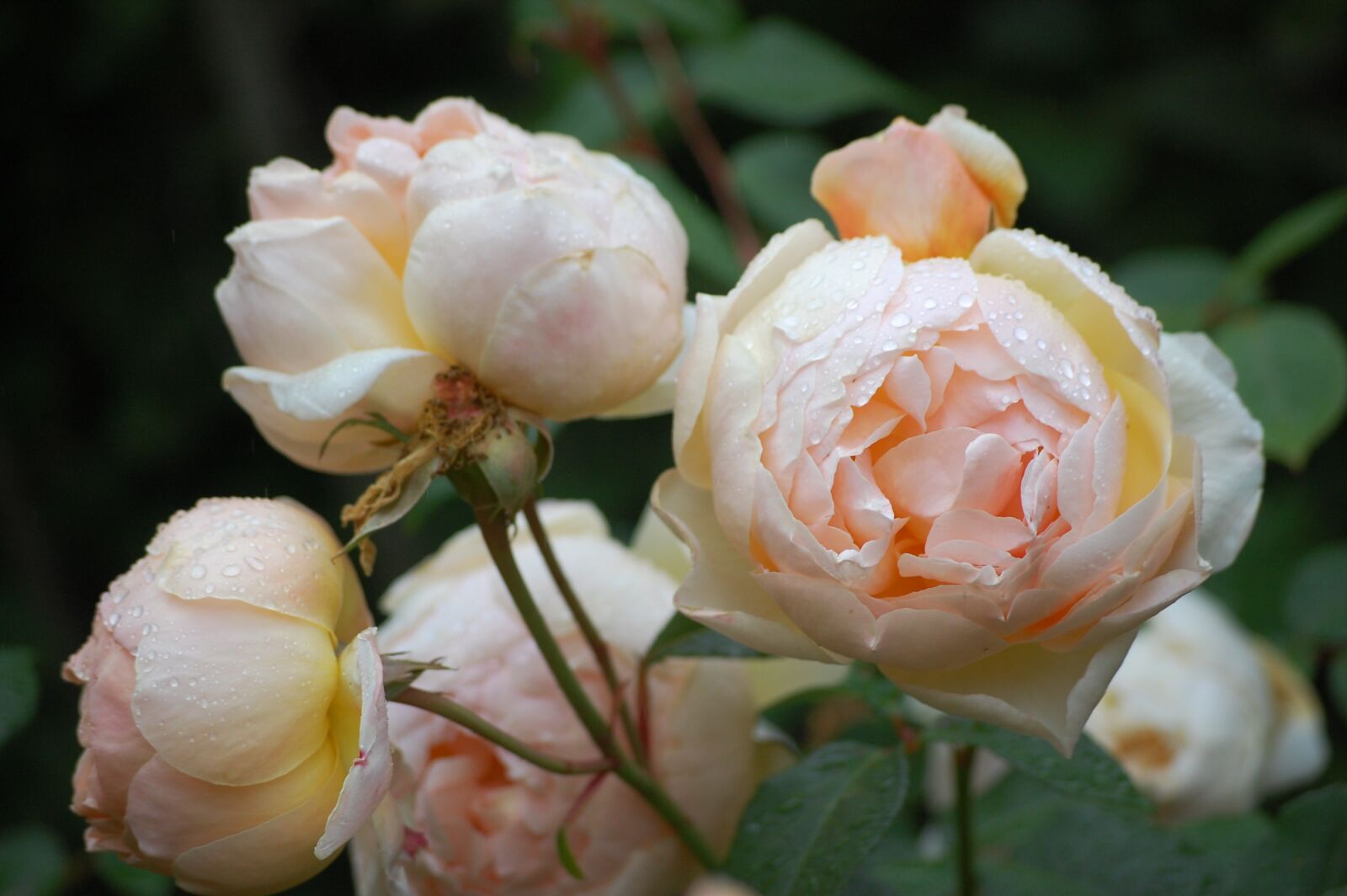 Nikon D40 sample photo. Rose, flower, white photography