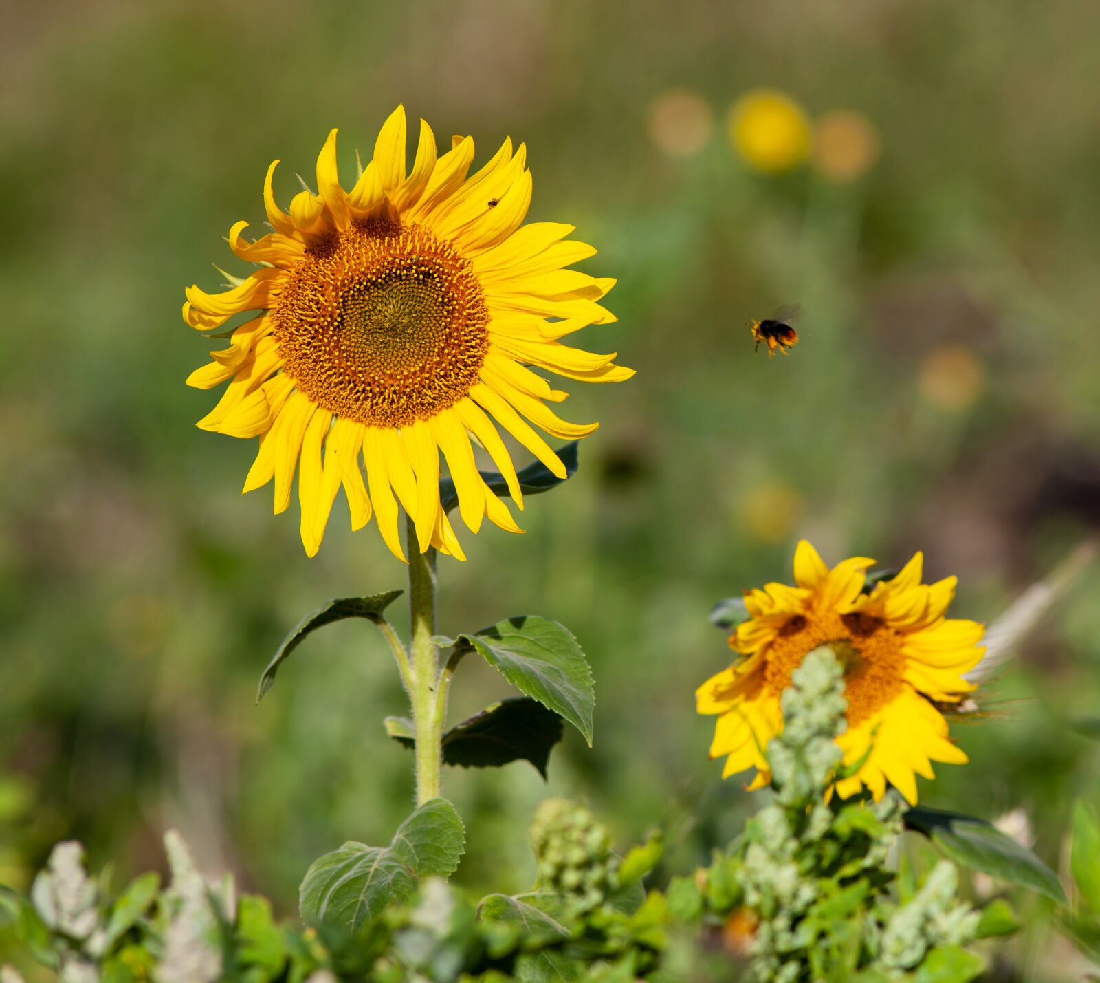 Canon EF 300mm F4L IS USM sample photo. Sunflower, yellow flower, wild photography