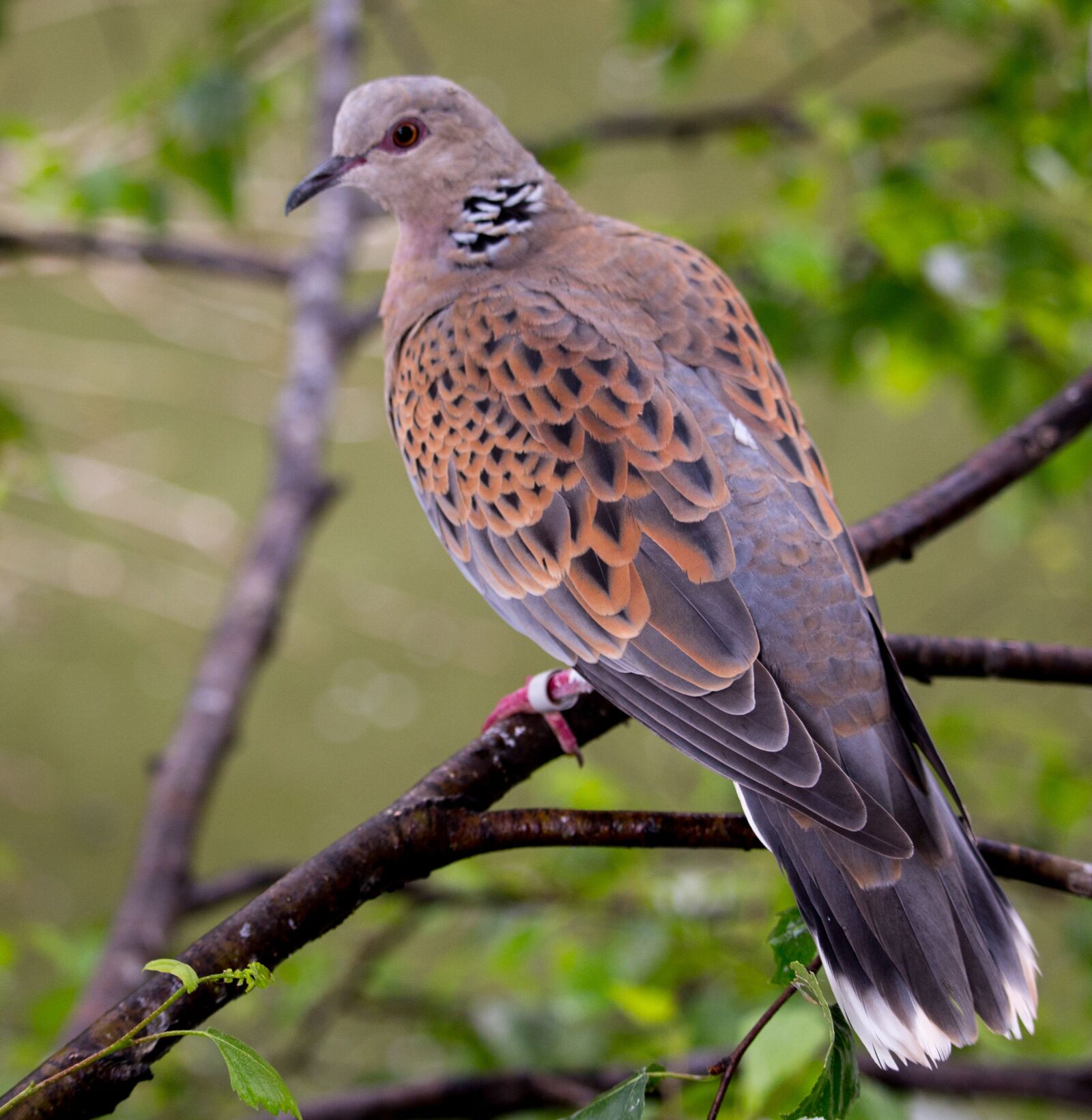 Canon EOS 700D (EOS Rebel T5i / EOS Kiss X7i) sample photo. Turtle dove, dove, turtle photography
