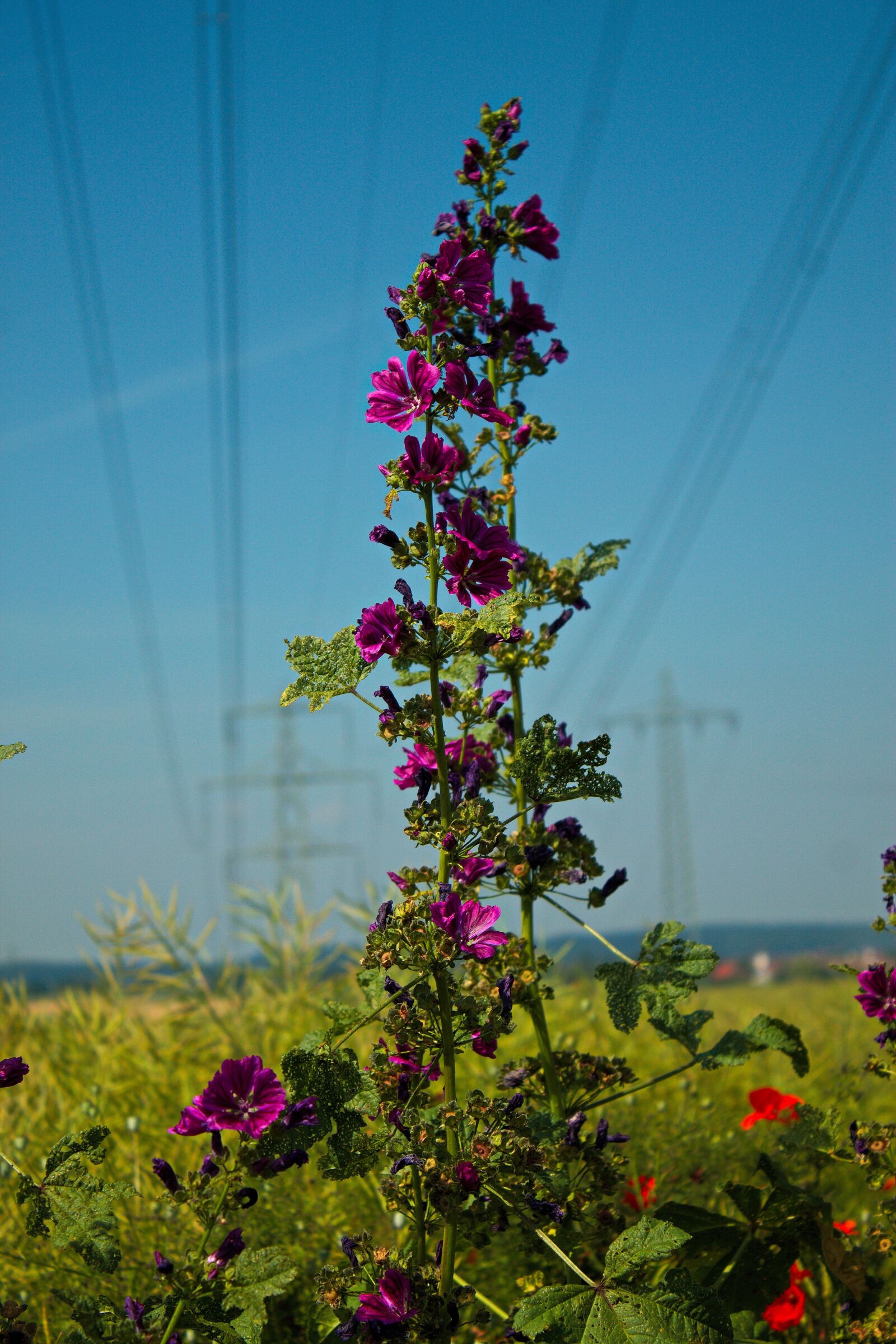 Canon EOS 1100D (EOS Rebel T3 / EOS Kiss X50) sample photo. Flowers, landscape, field photography