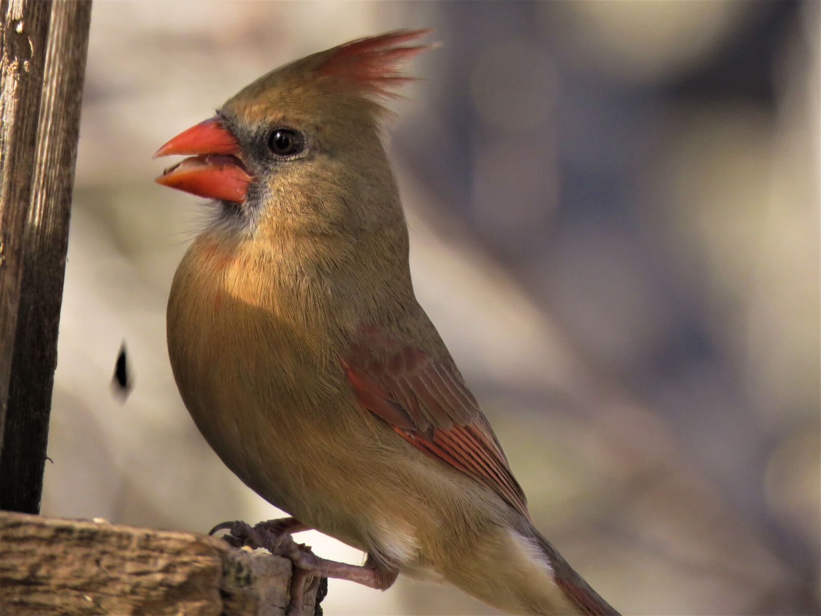 Canon PowerShot SX60 HS sample photo. Bird, wildlife, nature photography