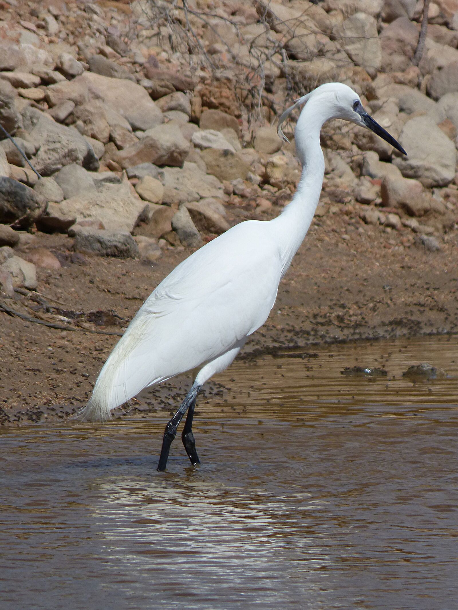 Panasonic Lumix DMC-FZ70 sample photo. Little egret, water bird photography