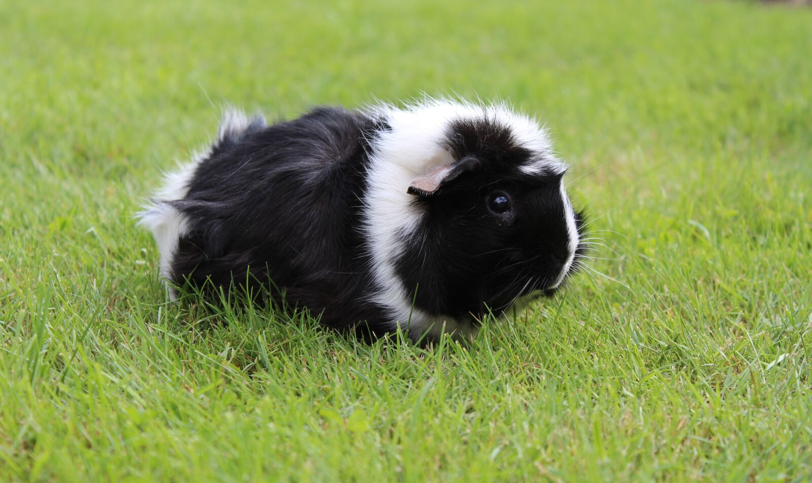 Canon EOS 1200D (EOS Rebel T5 / EOS Kiss X70 / EOS Hi) sample photo. Guinea pig, animal, rosette photography