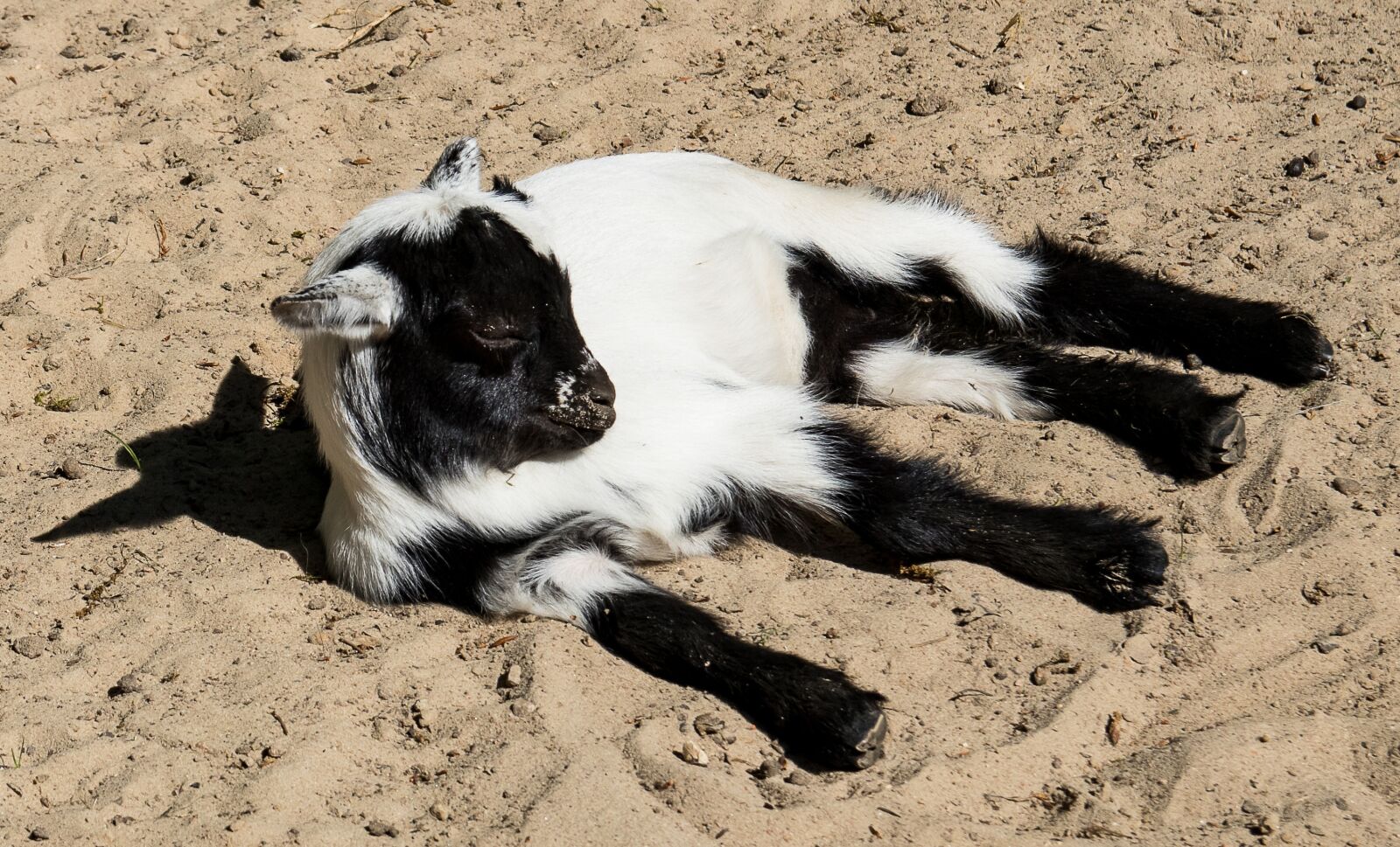Canon EOS 80D sample photo. Goat, young animal, animal photography