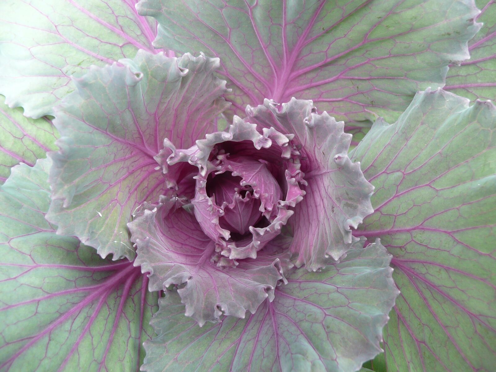 Panasonic DMC-TZ3 sample photo. Cabbage, purple, gray photography