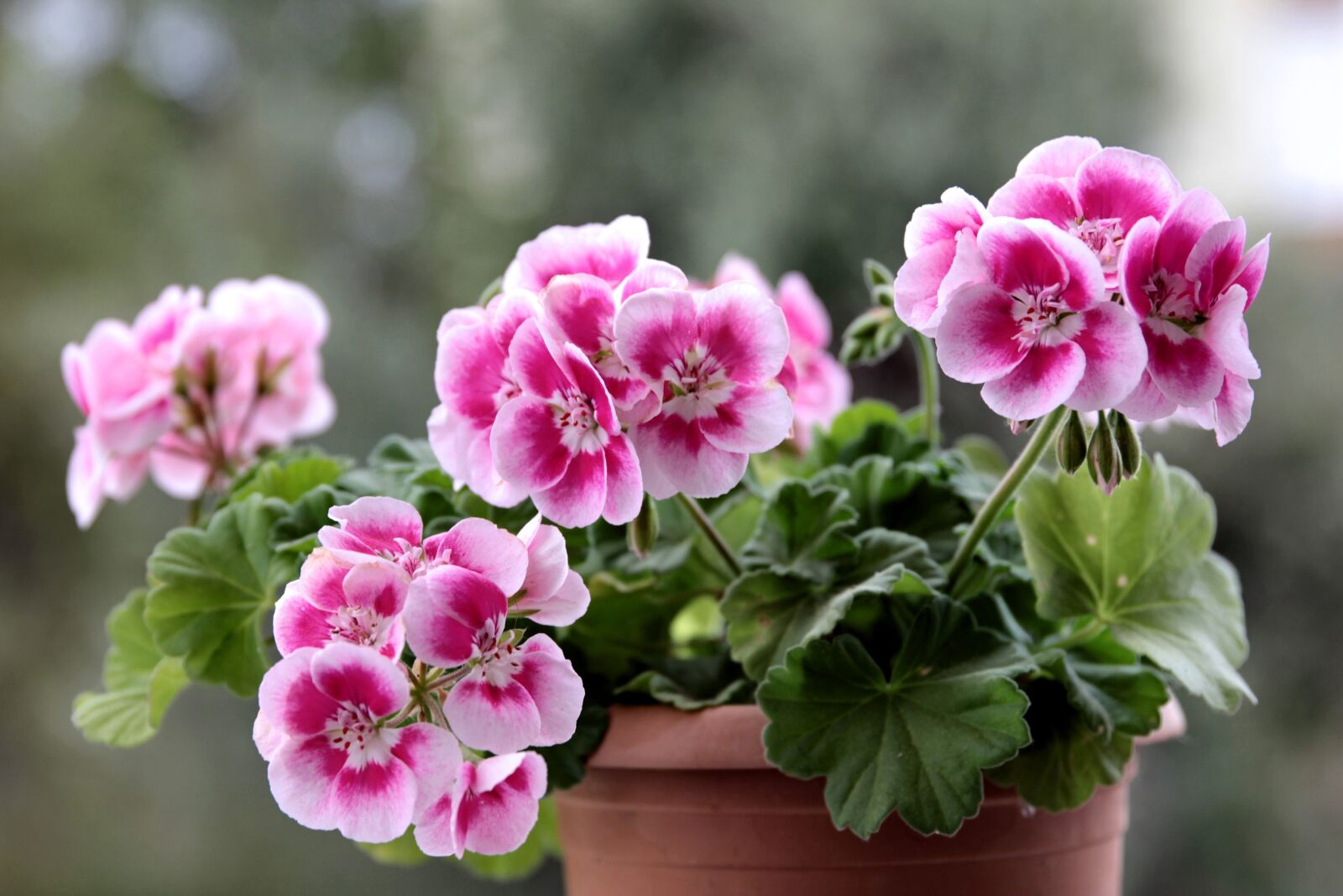 Canon EOS 550D (EOS Rebel T2i / EOS Kiss X4) sample photo. Geranium, pink, plant photography
